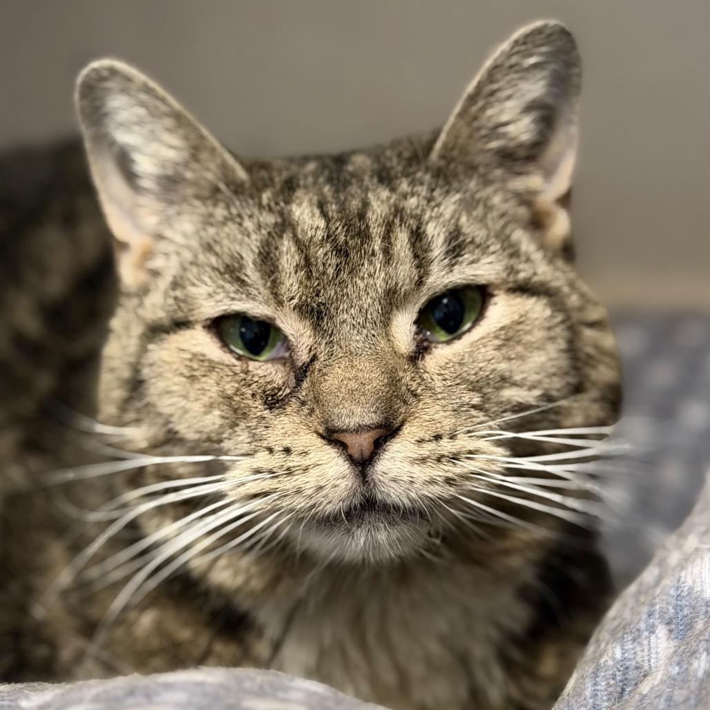Chorus, a Adoptable Domestic Short Hair in Rifle, CO image 5/5