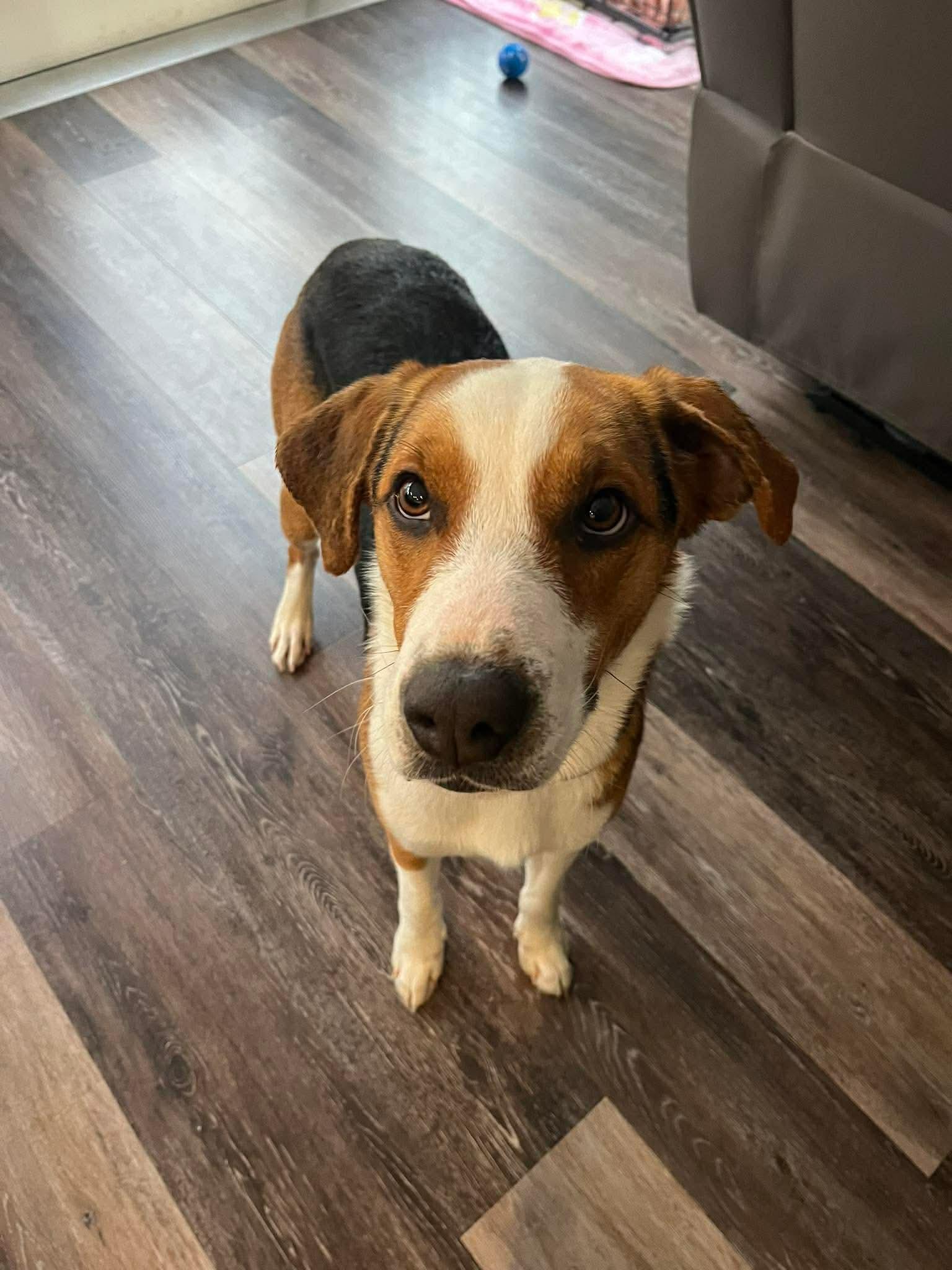 Enlarge Patrick, an adopted mixed breed in Highland, NY image 2/3