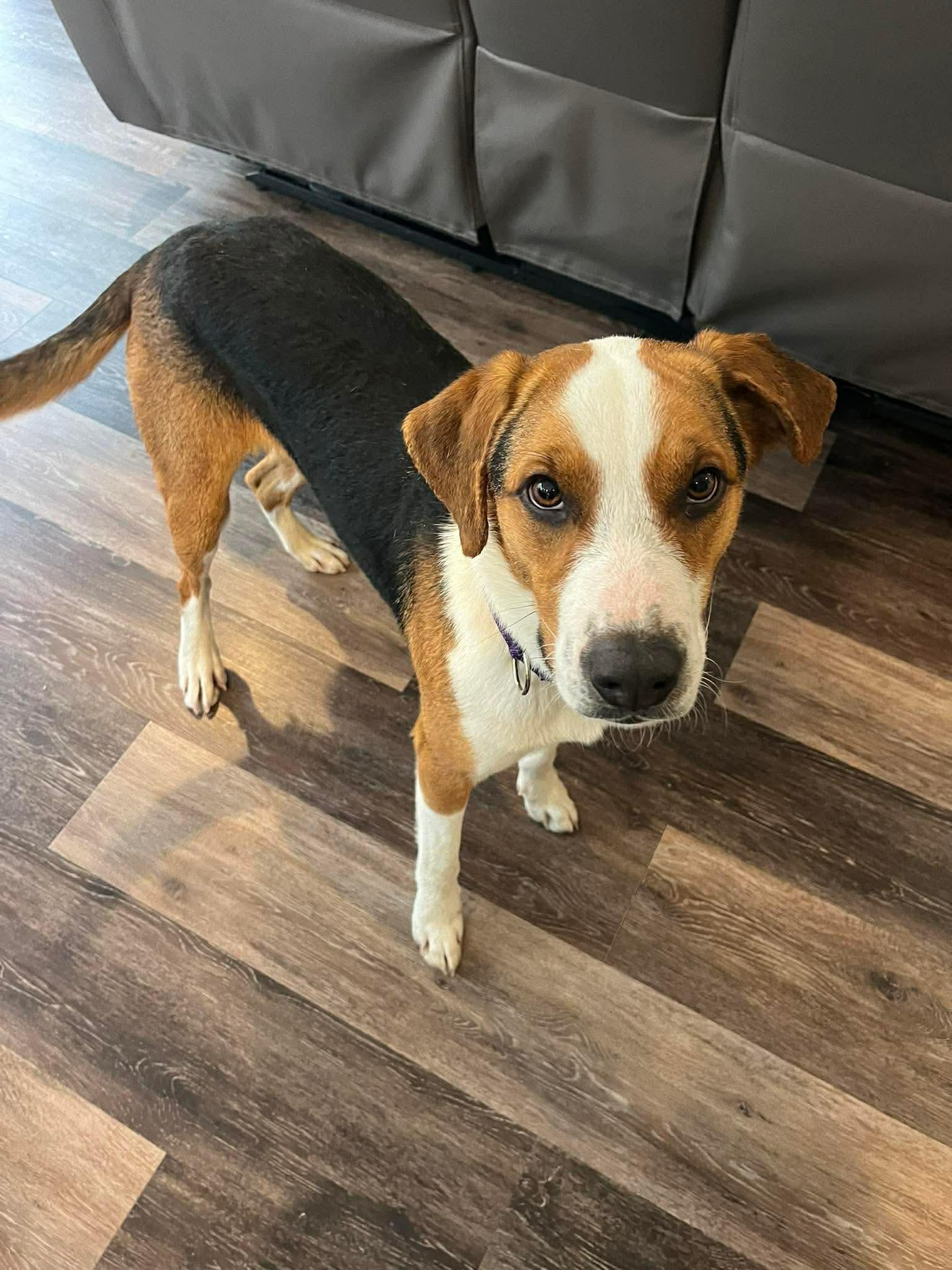 Patrick, adopted, Young Male Mixed Breed & Hound.