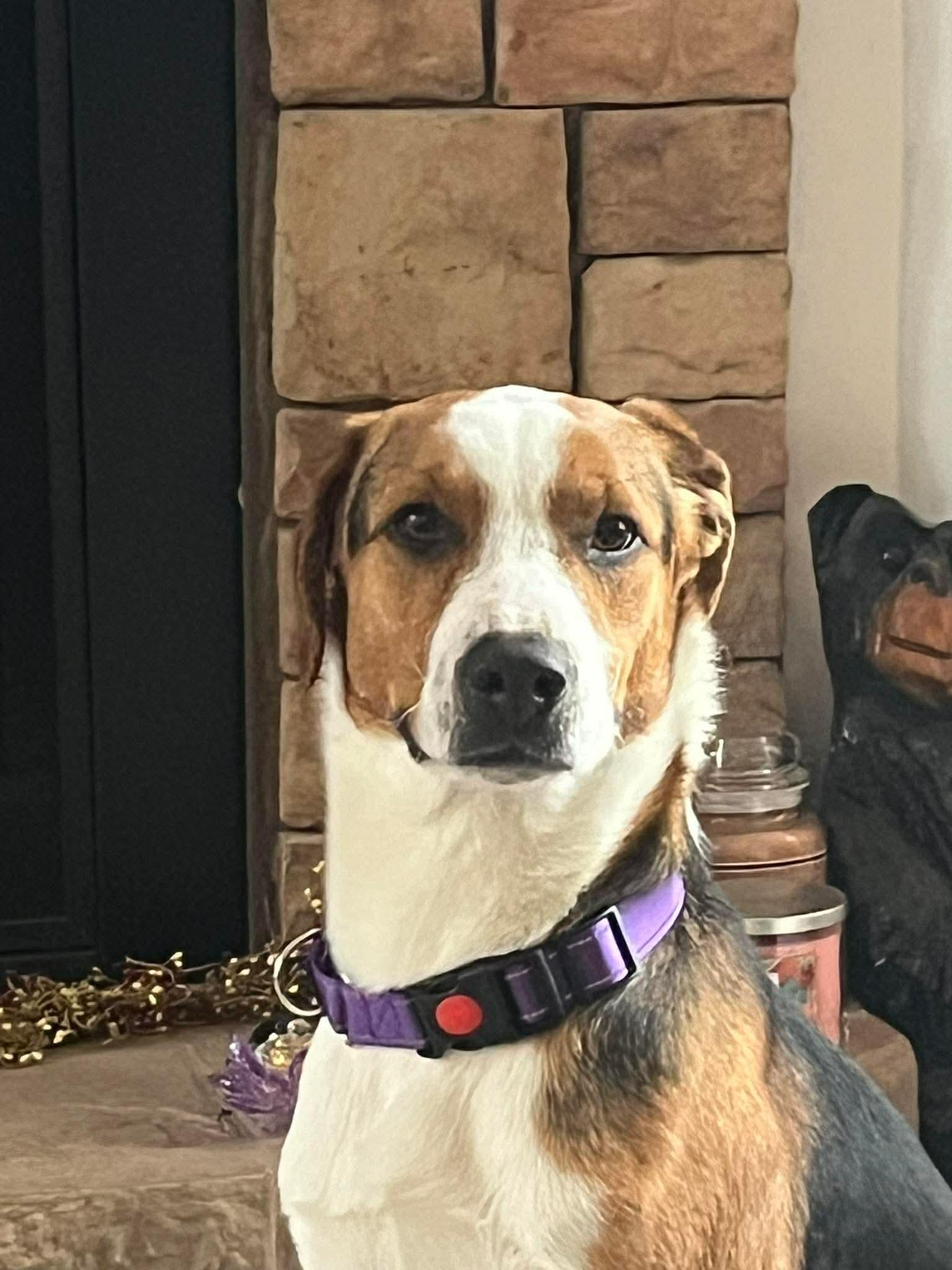 Enlarge Patrick, an adopted mixed breed in Highland, NY image 3/3