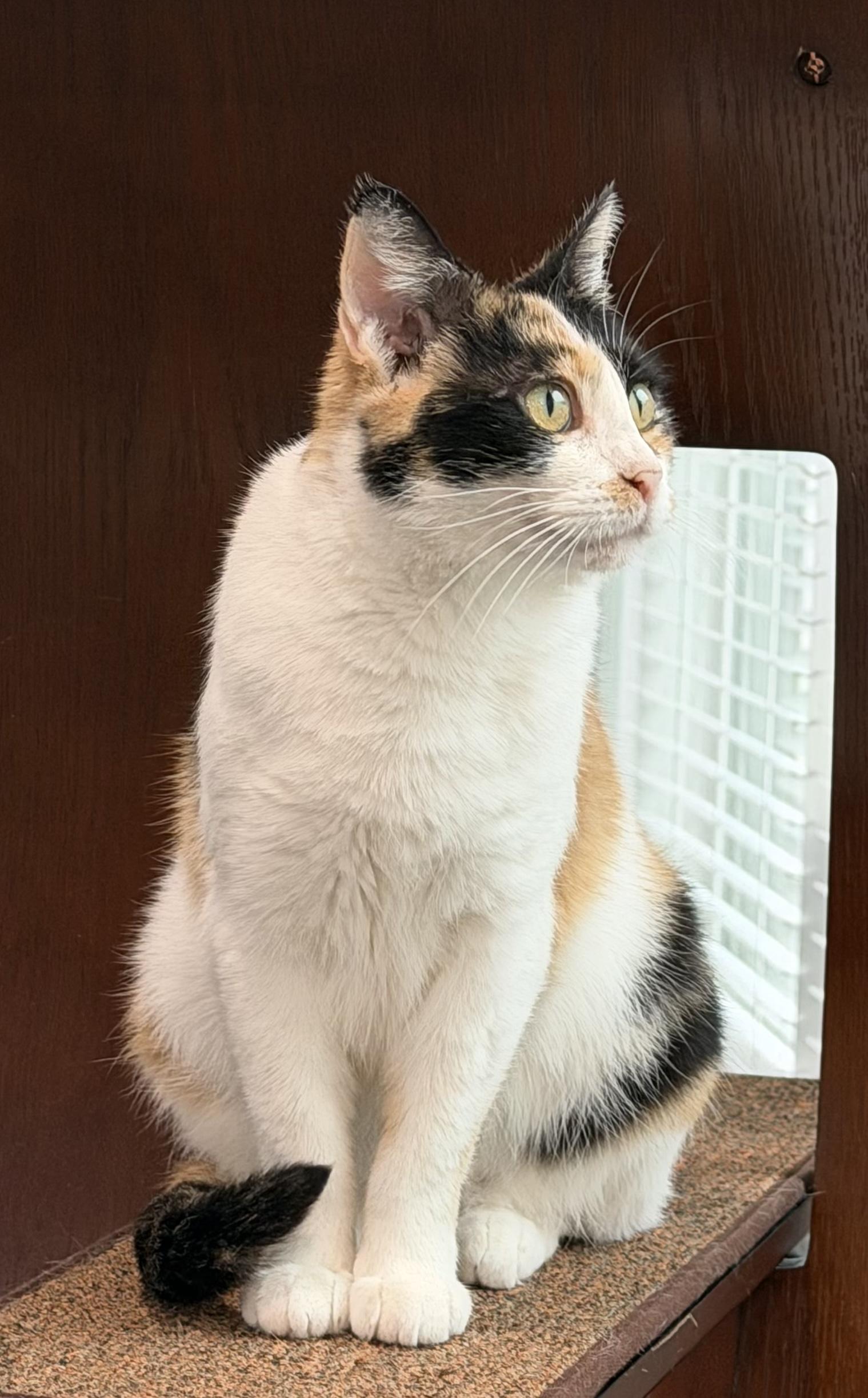Betty, a Adoptable Calico in Pickerington, OH image 4/6