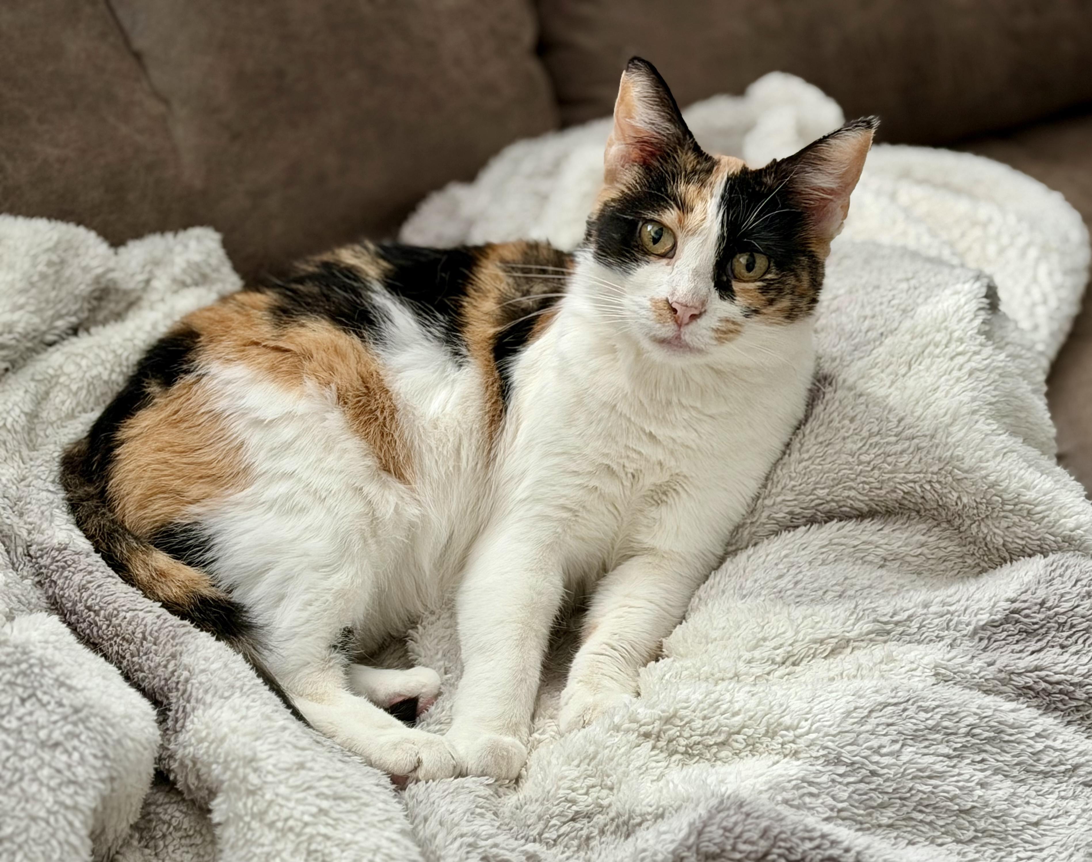 Betty, Adoptable, Adult Female Calico.