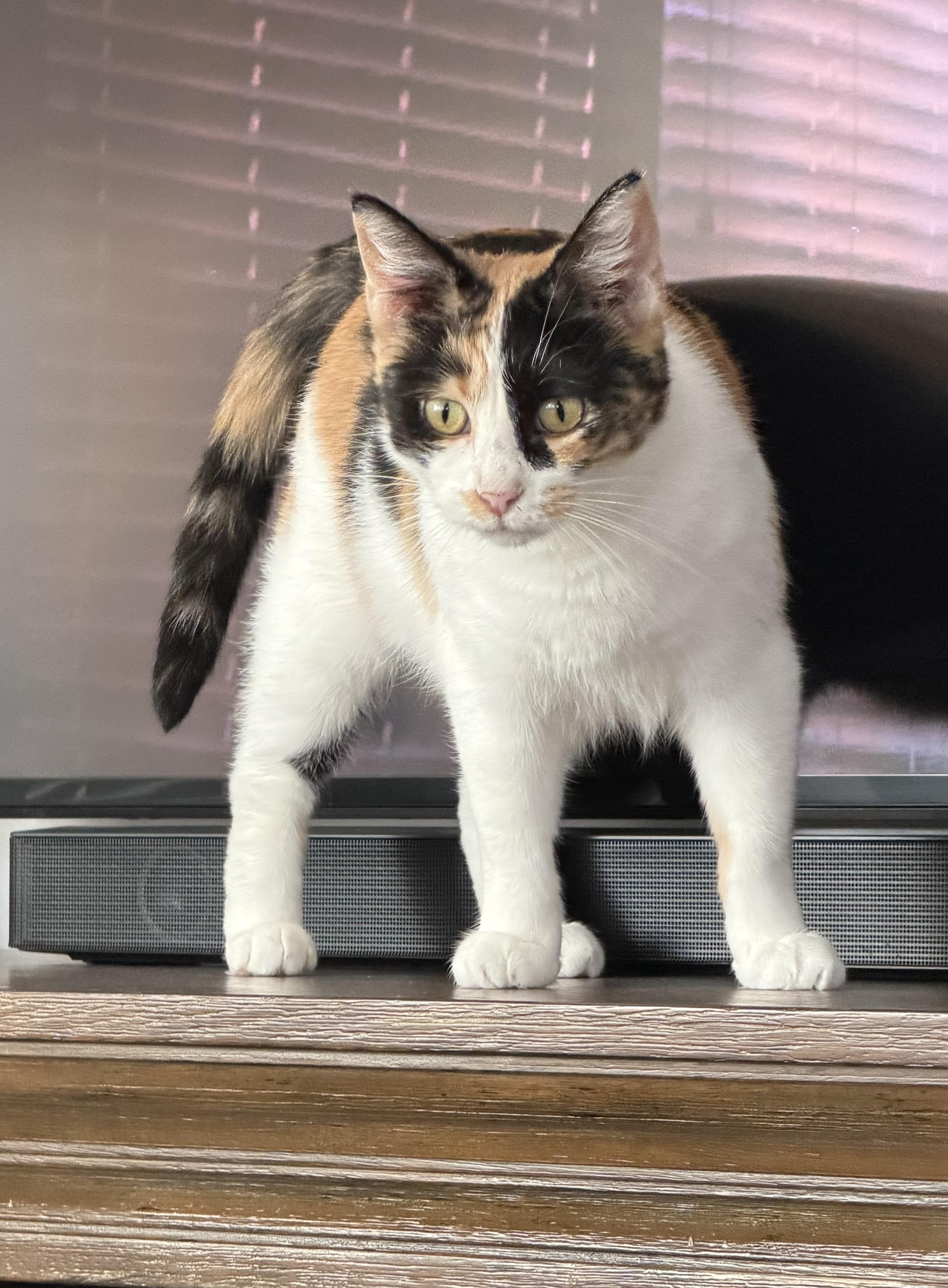Betty, a Adoptable Calico in Pickerington, OH image 3/6
