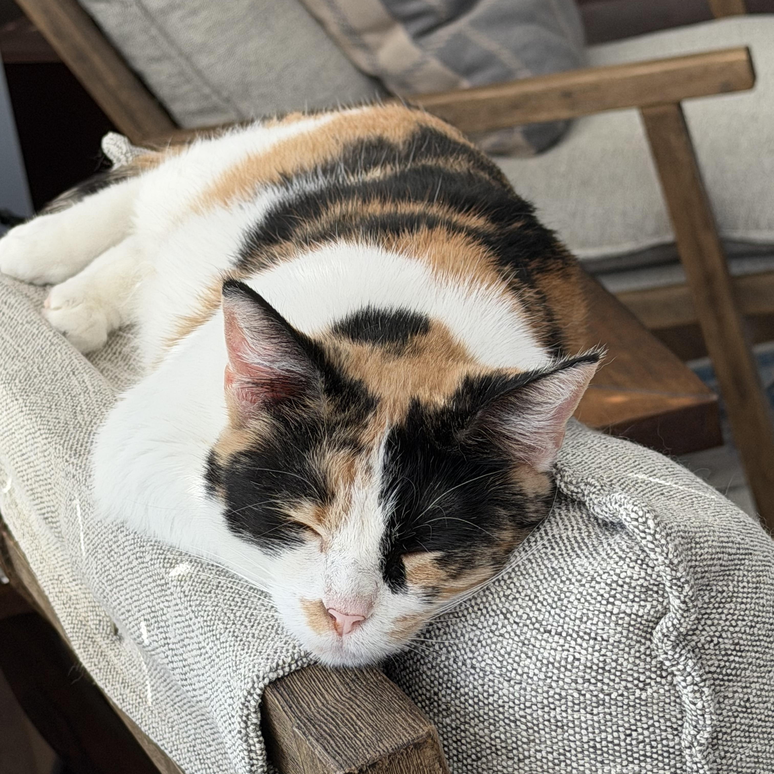 Betty, a Adoptable Calico in Pickerington, OH image 2/6