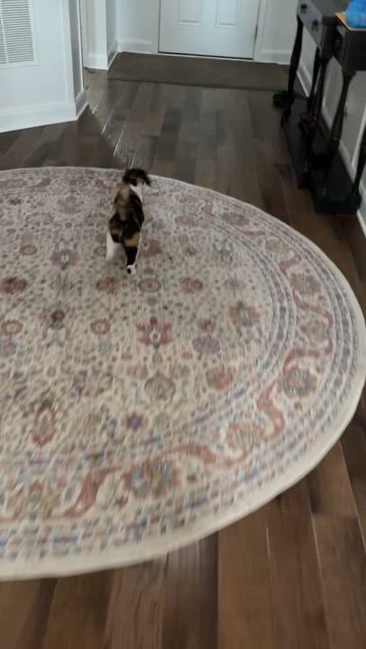 Enlarge Betty, a Adoptable Calico in Pickerington, OH video 5/6