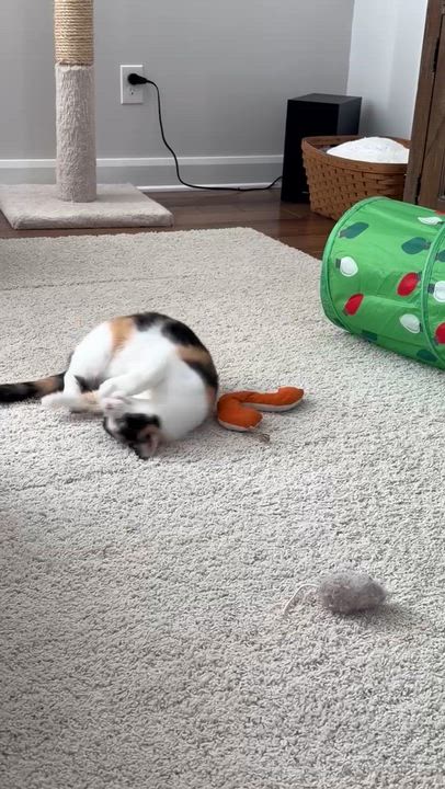 Enlarge Betty, a Adoptable Calico in Pickerington, OH video 6/6