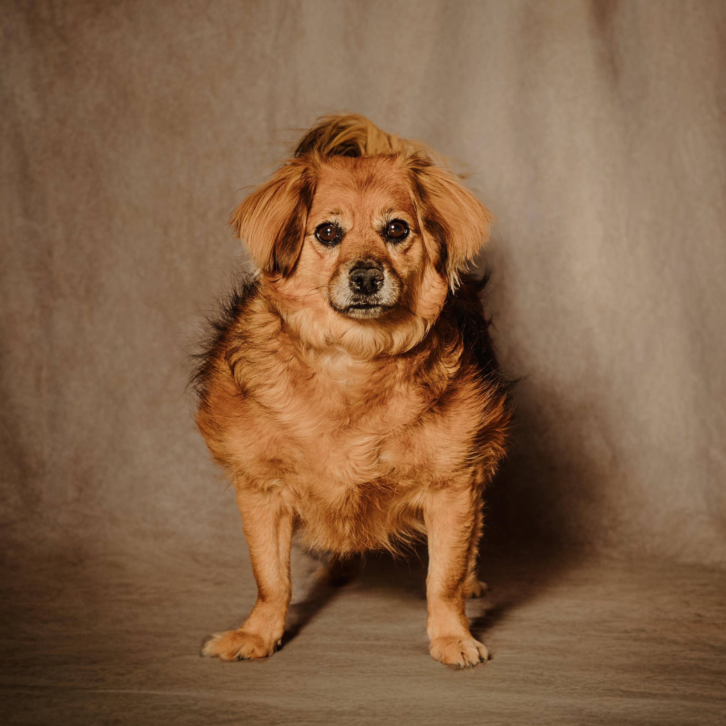 Skeeter, a Adoptable mixed breed in Boise , ID image 1/6