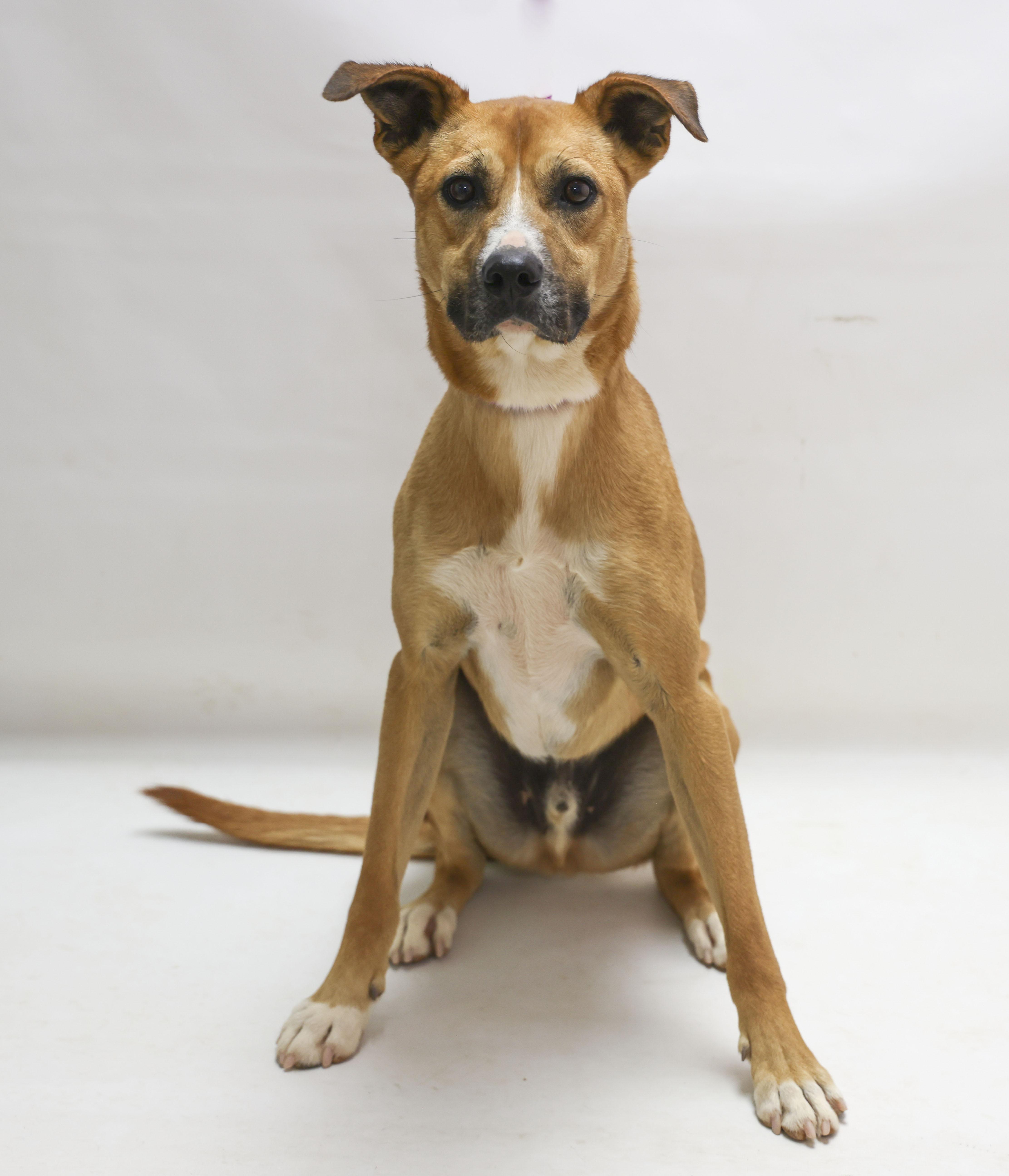 Rex, a Adoptable mixed breed in Casa Grande, AZ image 3/3