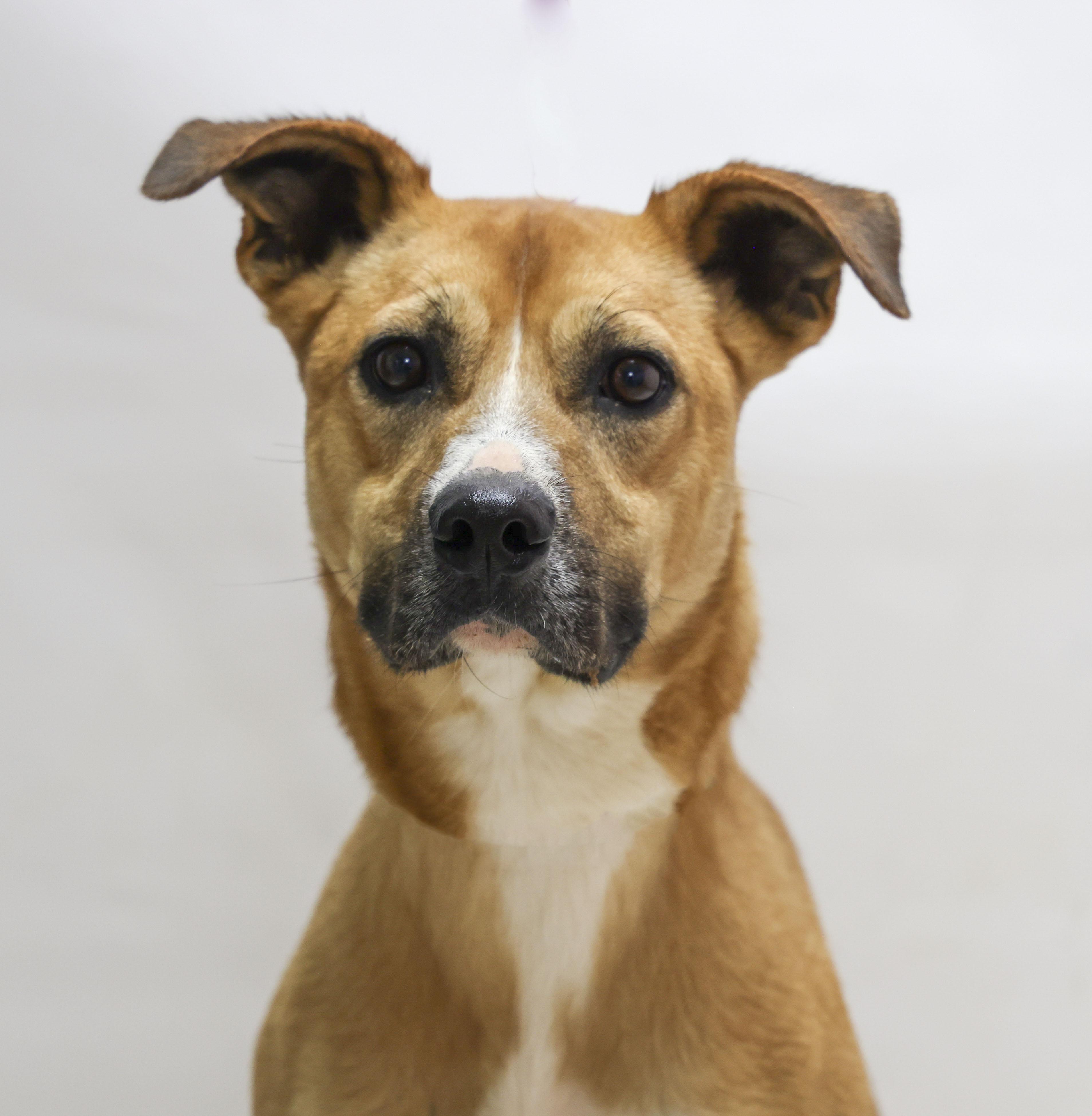 Rex, Adoptable, Young Male Boxer.