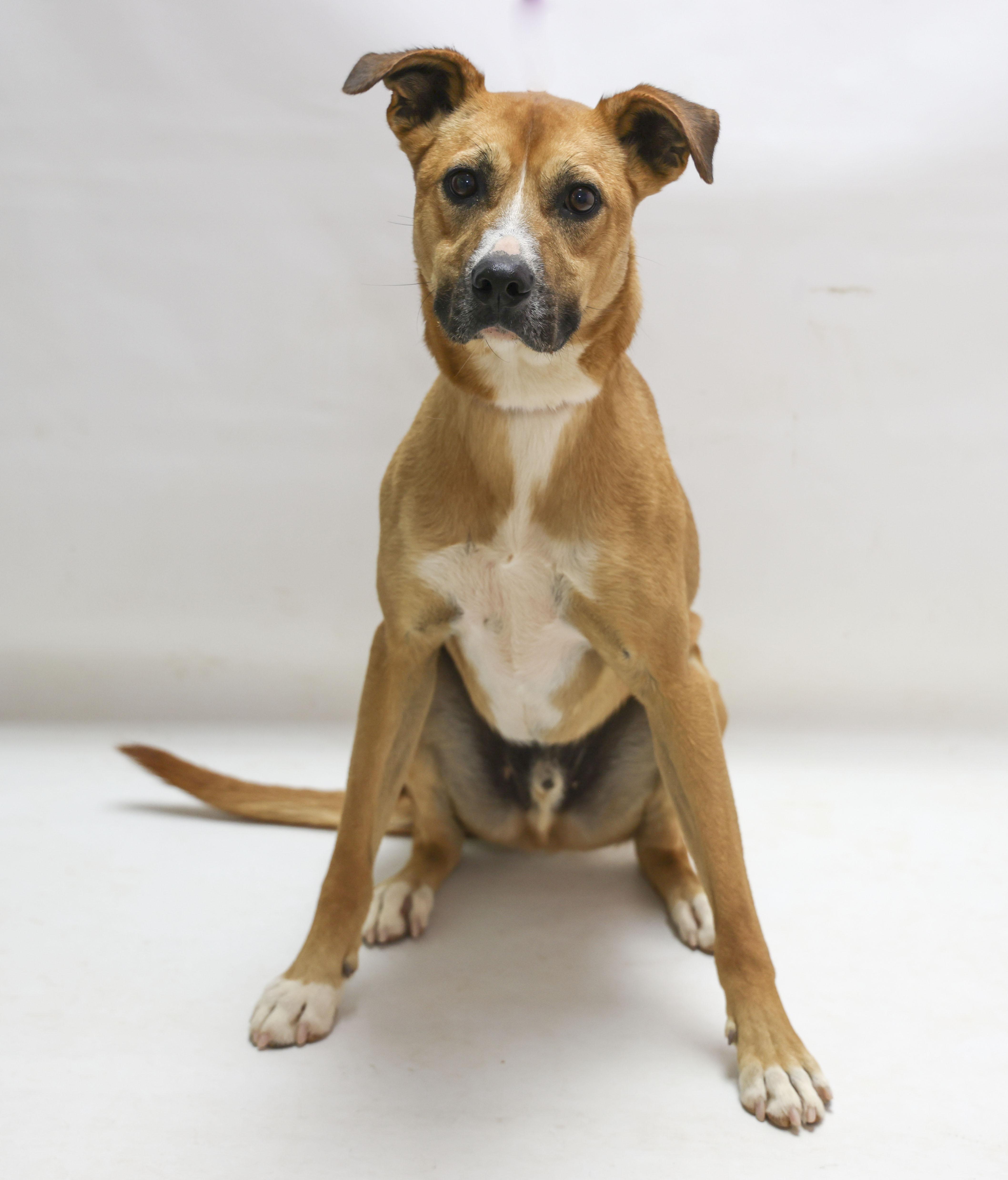 Rex, a Adoptable mixed breed in Casa Grande, AZ image 2/3