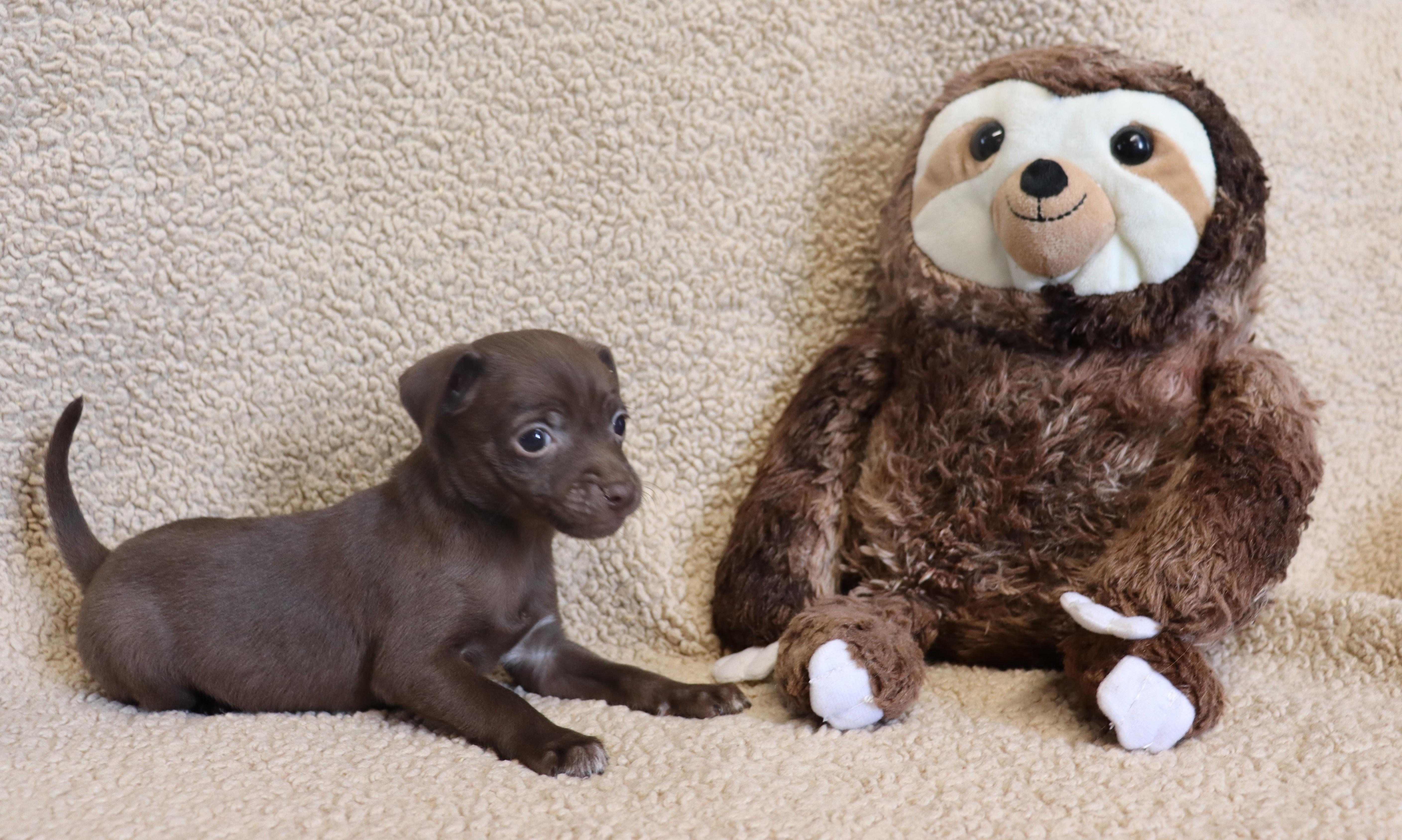 Enlarge George, a Adoptable Chihuahua in Brentwood , NH image 5/6