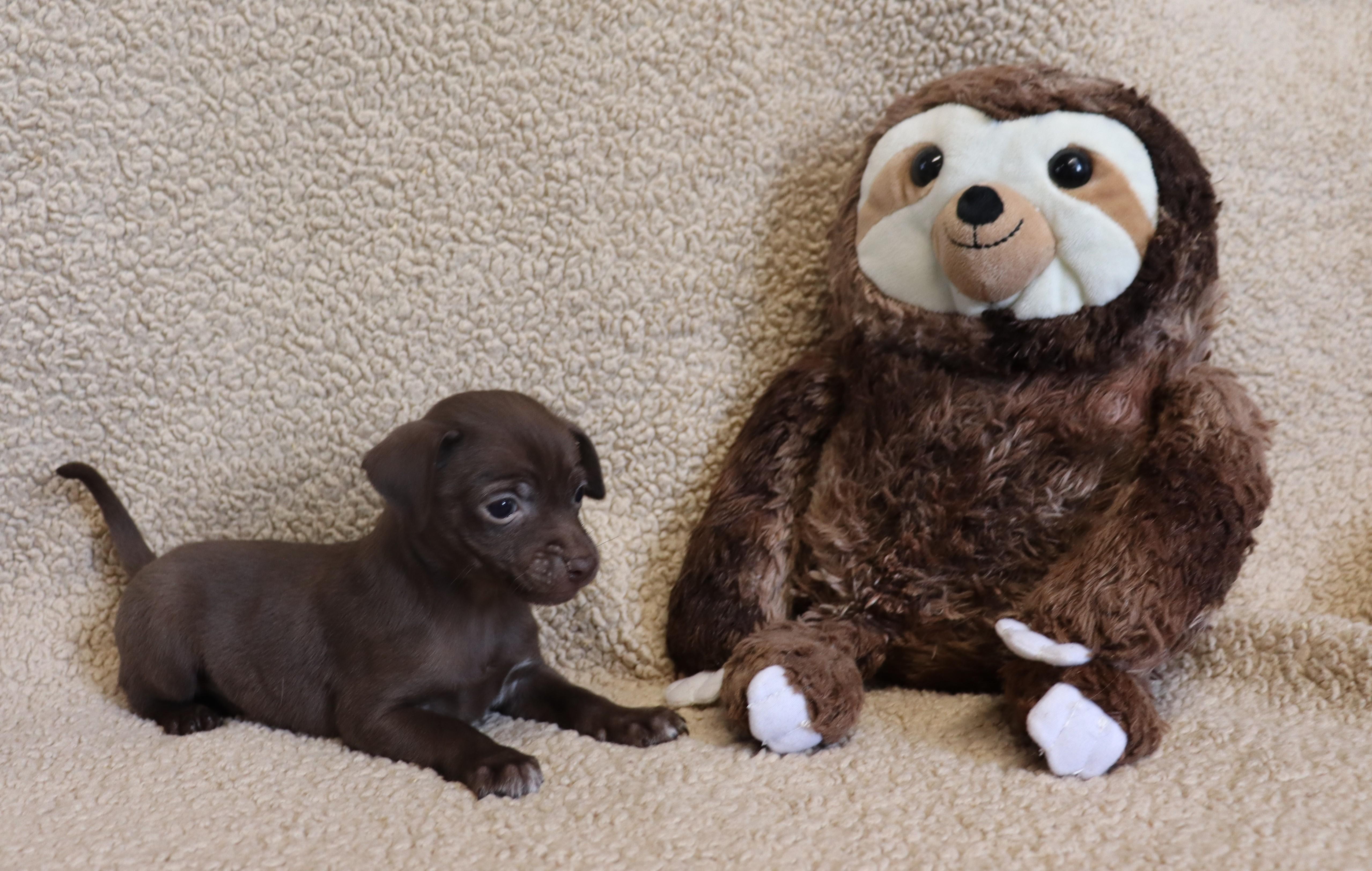 Enlarge George, a Adoptable Chihuahua in Brentwood , NH image 3/6