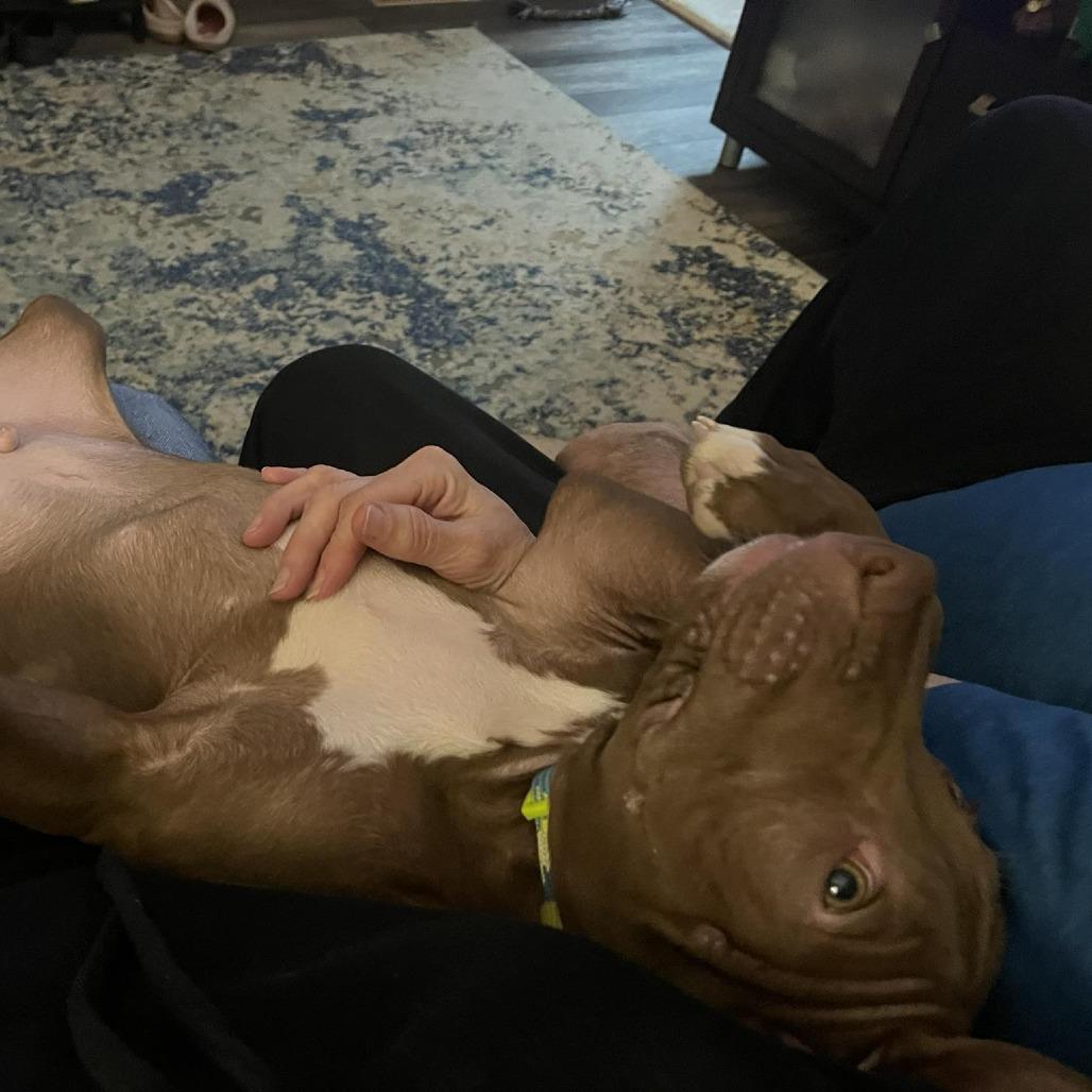 Bowtie, Adoptable, Puppy Male Pit Bull Terrier.