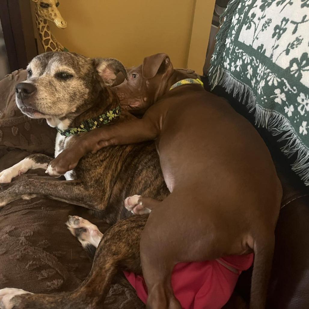 Enlarge Bowtie, a Adoptable Pit Bull Terrier in Zuni, VA image 2/6