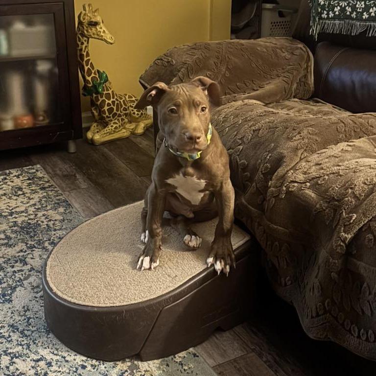 Enlarge Bowtie, a Adoptable Pit Bull Terrier in Zuni, VA image 3/6