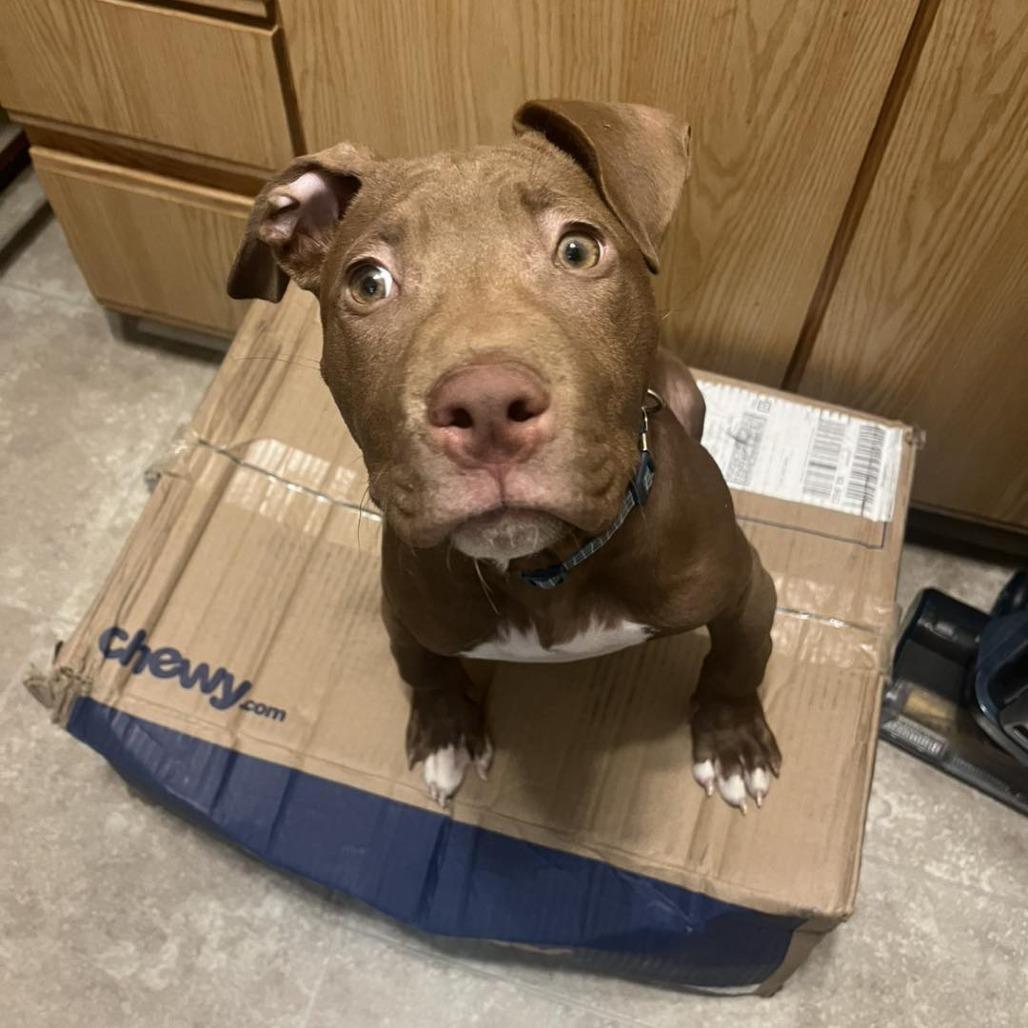 Enlarge Bowtie, a Adoptable Pit Bull Terrier in Zuni, VA image 4/6