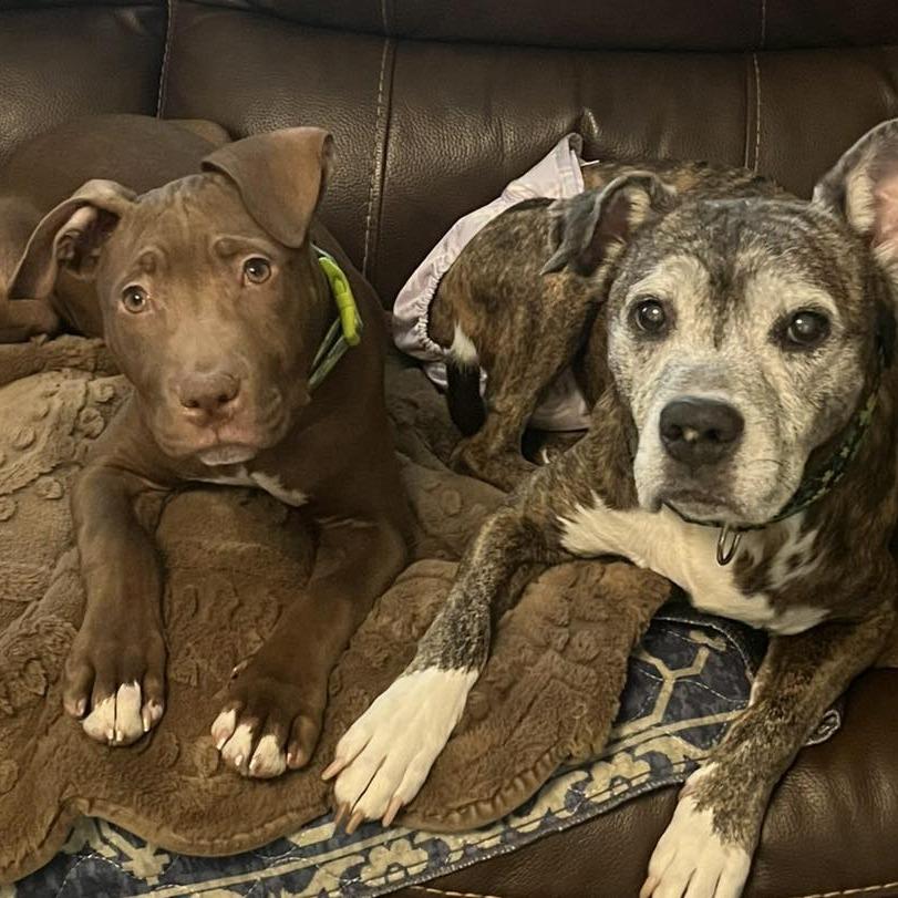 Enlarge Bowtie, a Adoptable Pit Bull Terrier in Zuni, VA image 6/6