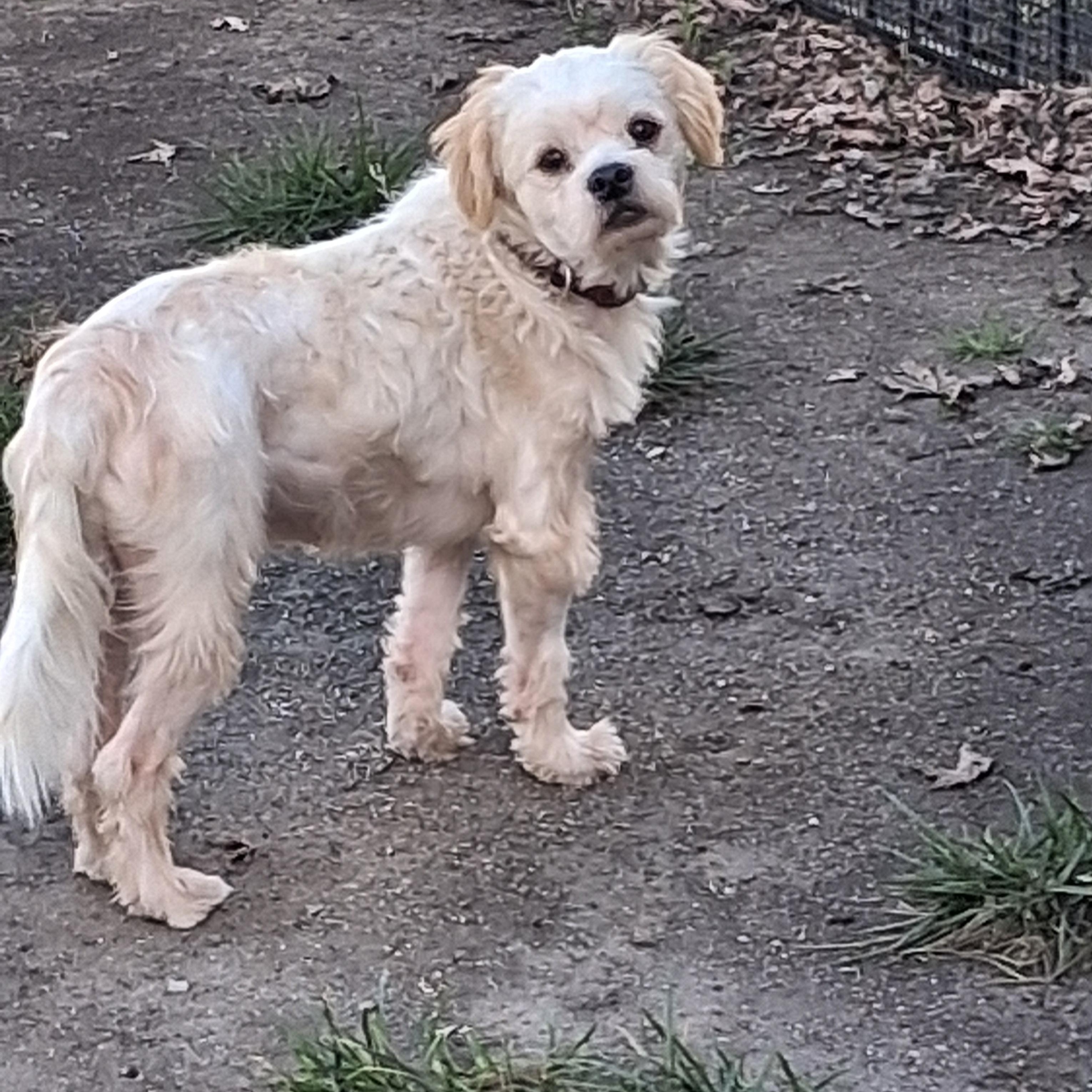 Coco, Adoptable, Adult Male Lhasa Apso.