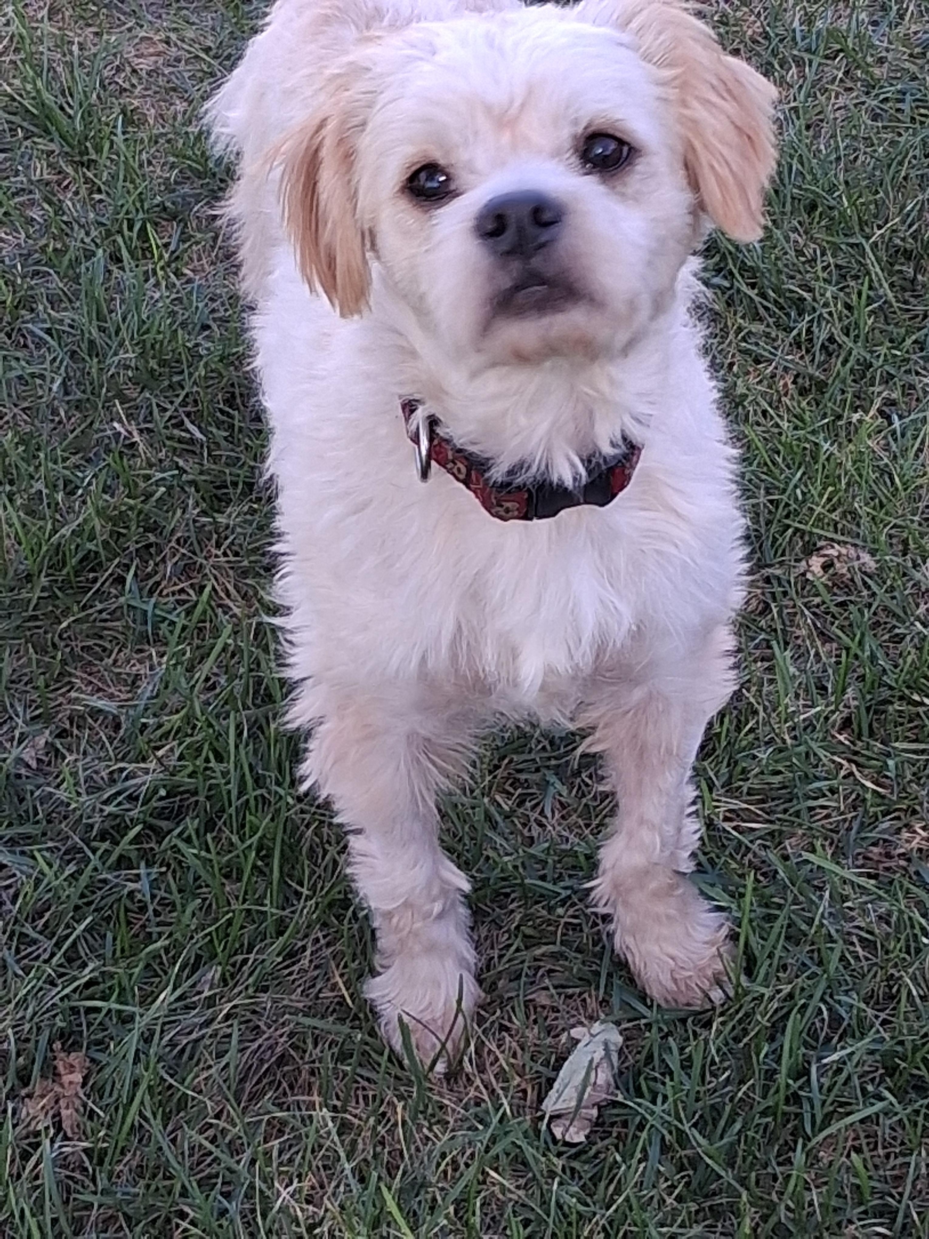 Enlarge Coco, a Adoptable mixed breed in Naperville, IL image 2/2