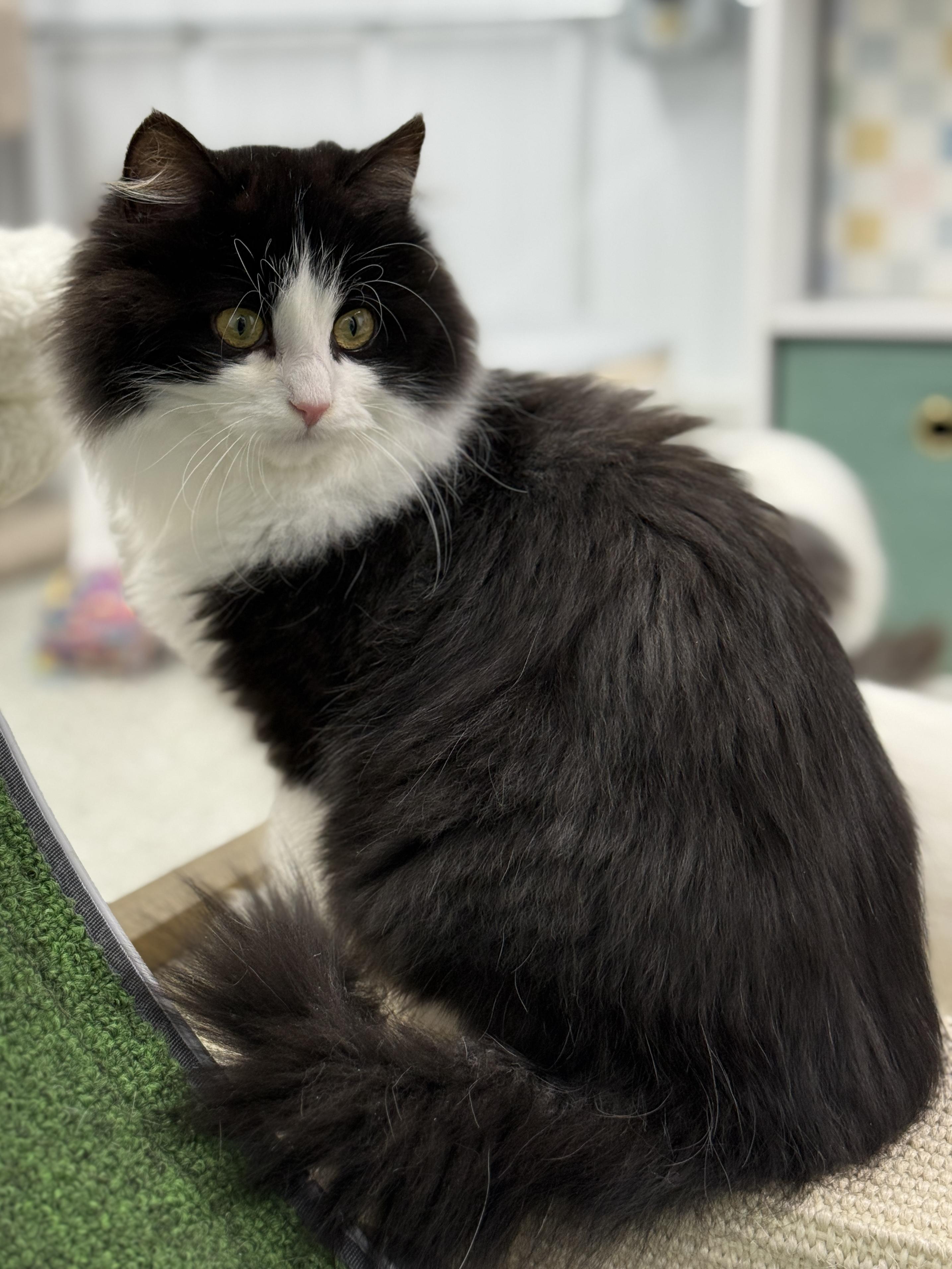 Enlarge Whiskey, an adopted mixed breed in Wautoma, WI image 2/3