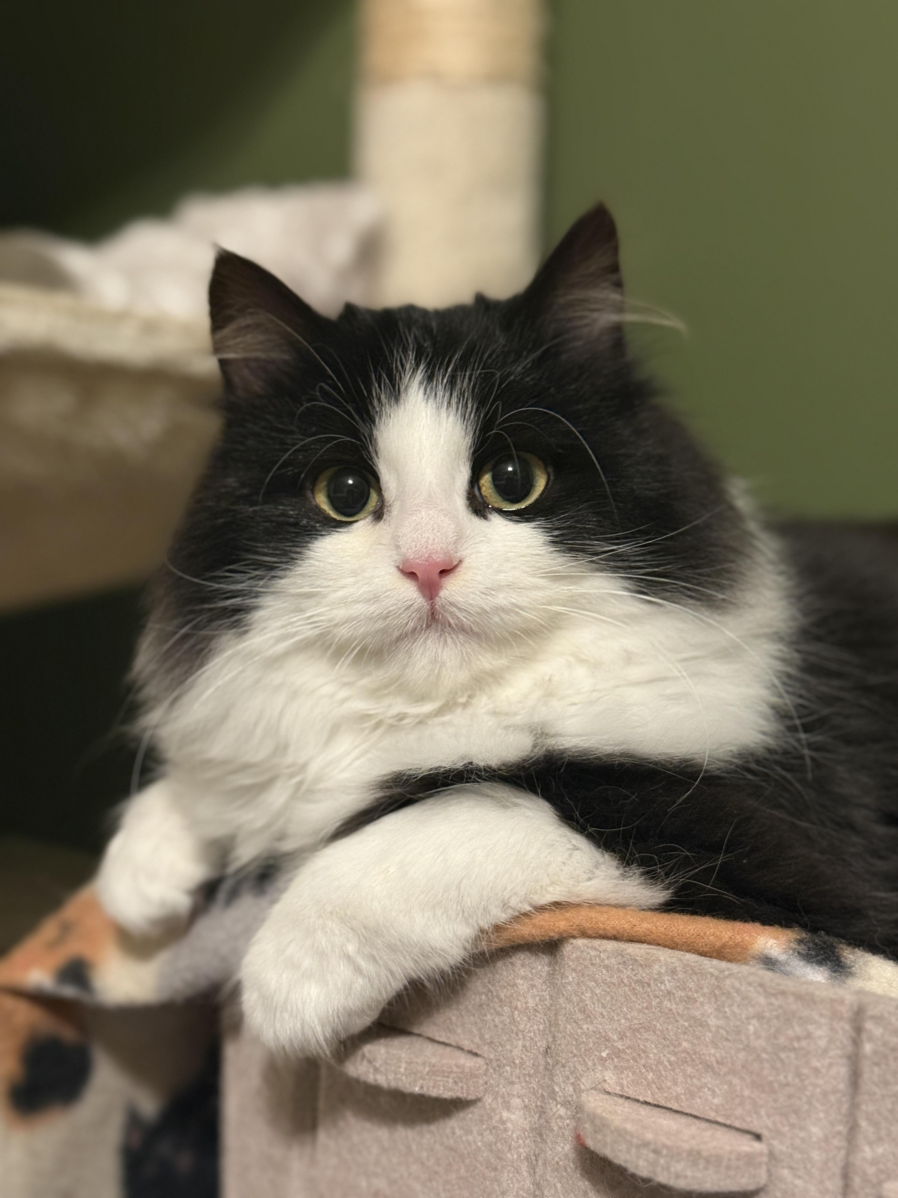 Whiskey, ADOPTABLE, Young Male Domestic Long Hair.