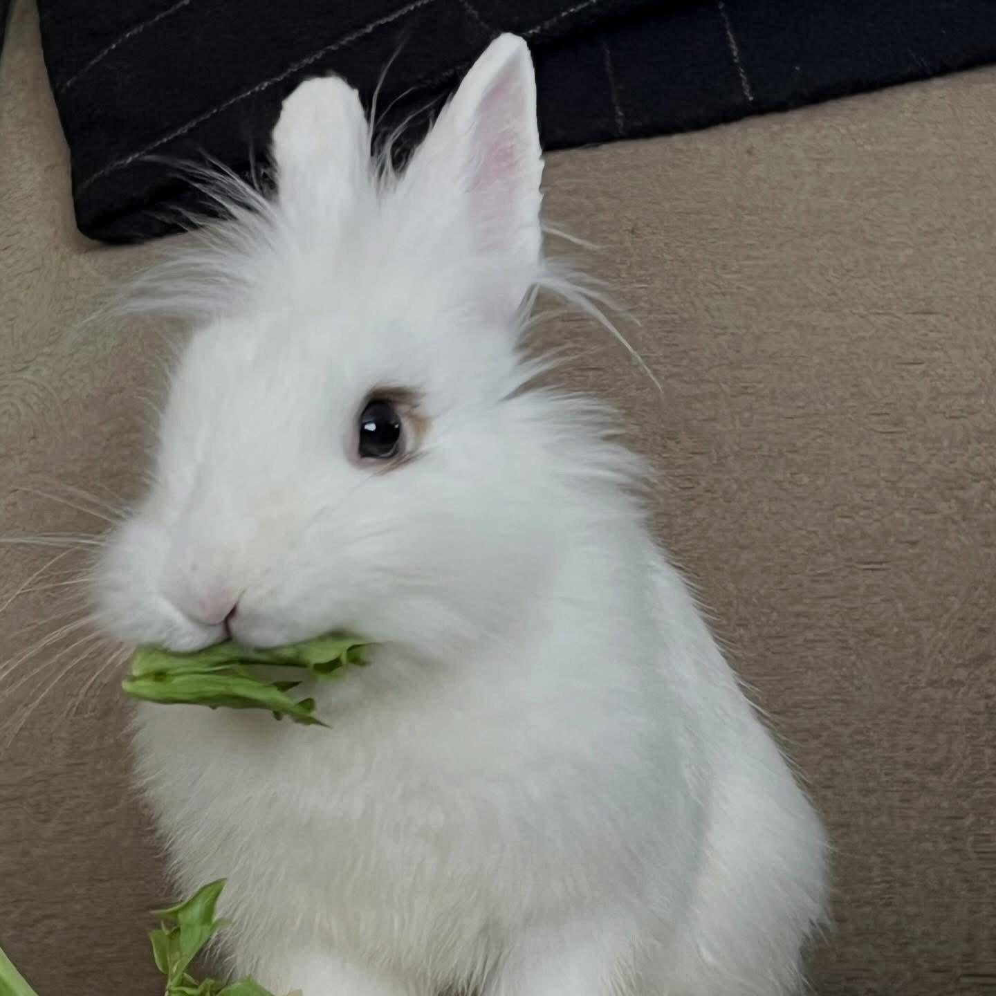 Enlarge Hop Tart, a Adoptable mixed breed in Forest Hill, MD image 2/3