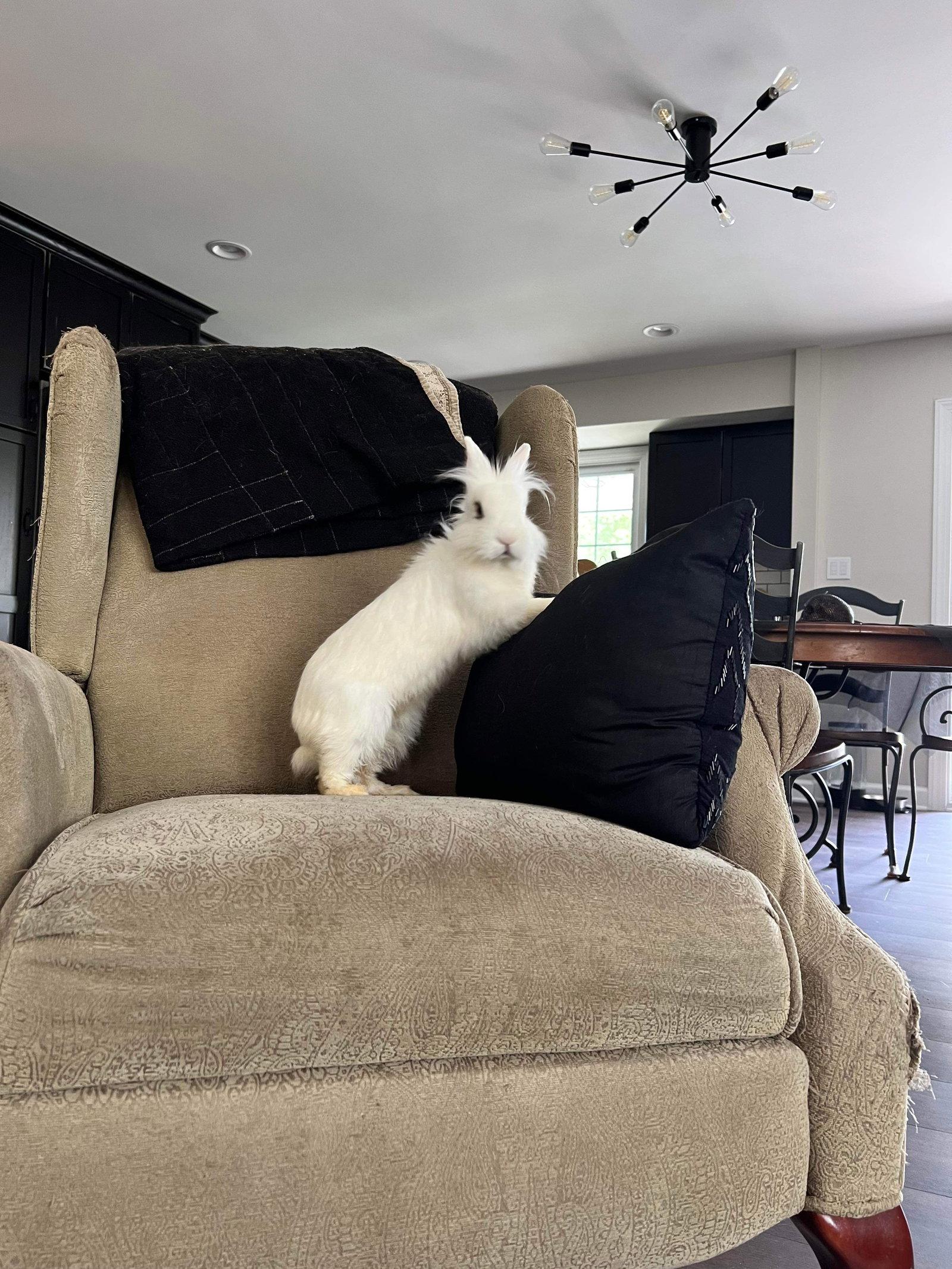 Enlarge Hop Tart, a Adoptable mixed breed in Forest Hill, MD image 3/3