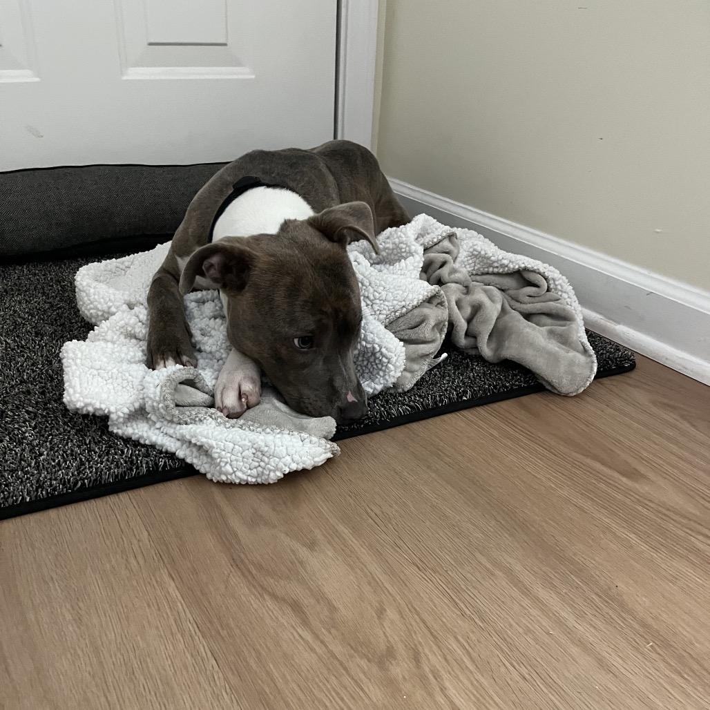 Moriah, Adoptable, Adult Female Pit Bull Terrier.