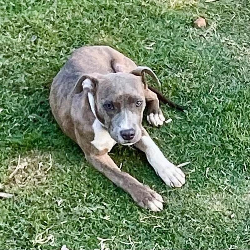 Moriah, Adoptable, Adult Female Pit Bull Terrier.