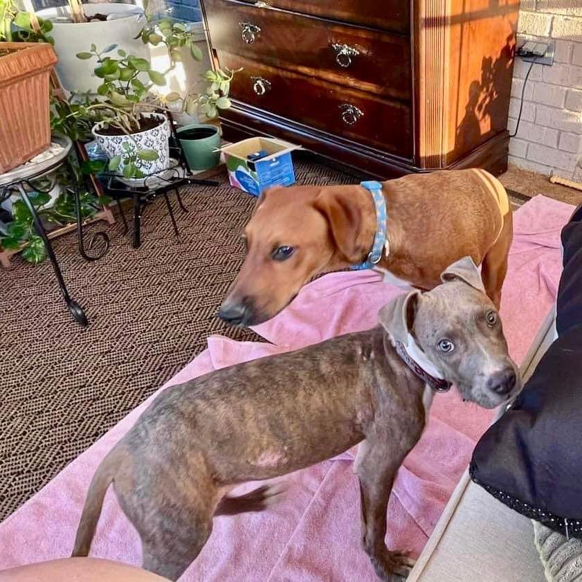 Enlarge Moriah, a Adoptable Pit Bull Terrier in Bartlett, TN image 2/6