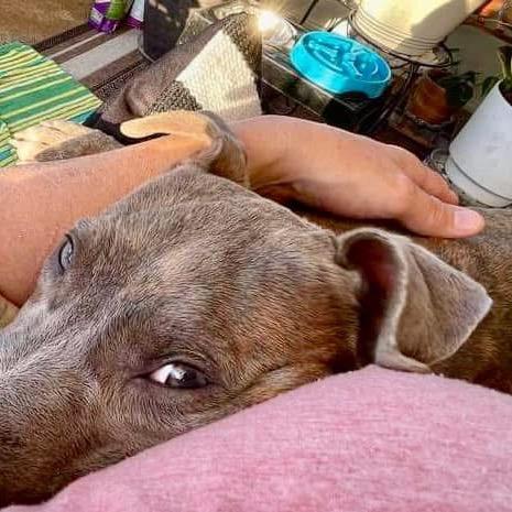 Enlarge Moriah, a Adoptable Pit Bull Terrier in Bartlett, TN image 3/6