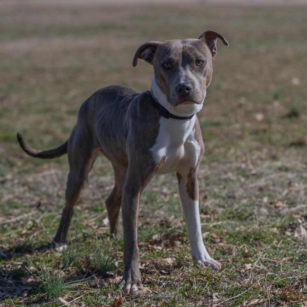 Enlarge Moriah, a Adoptable Pit Bull Terrier in Bartlett, TN image 4/6