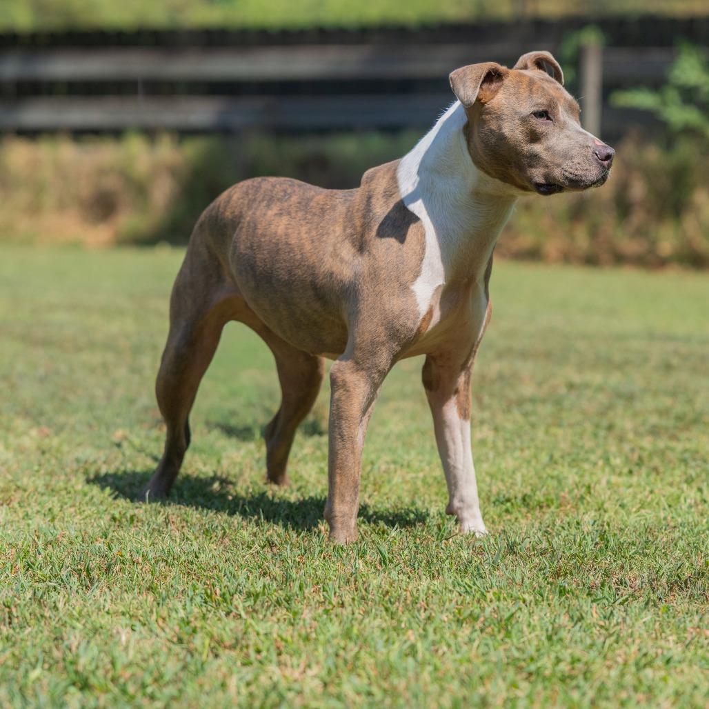 Enlarge Moriah, a Adoptable Pit Bull Terrier in Bartlett, TN image 4/6