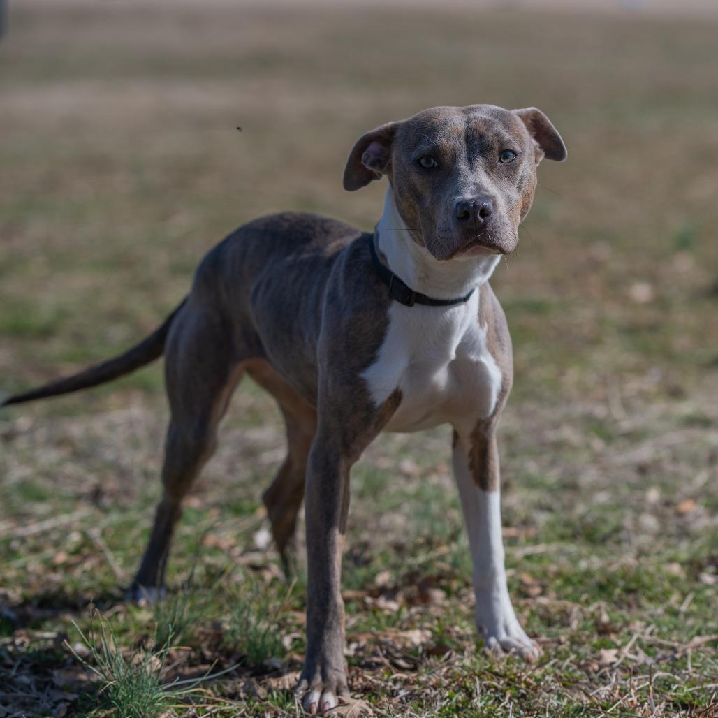 Enlarge Moriah, a Adoptable Pit Bull Terrier in Bartlett, TN image 5/6