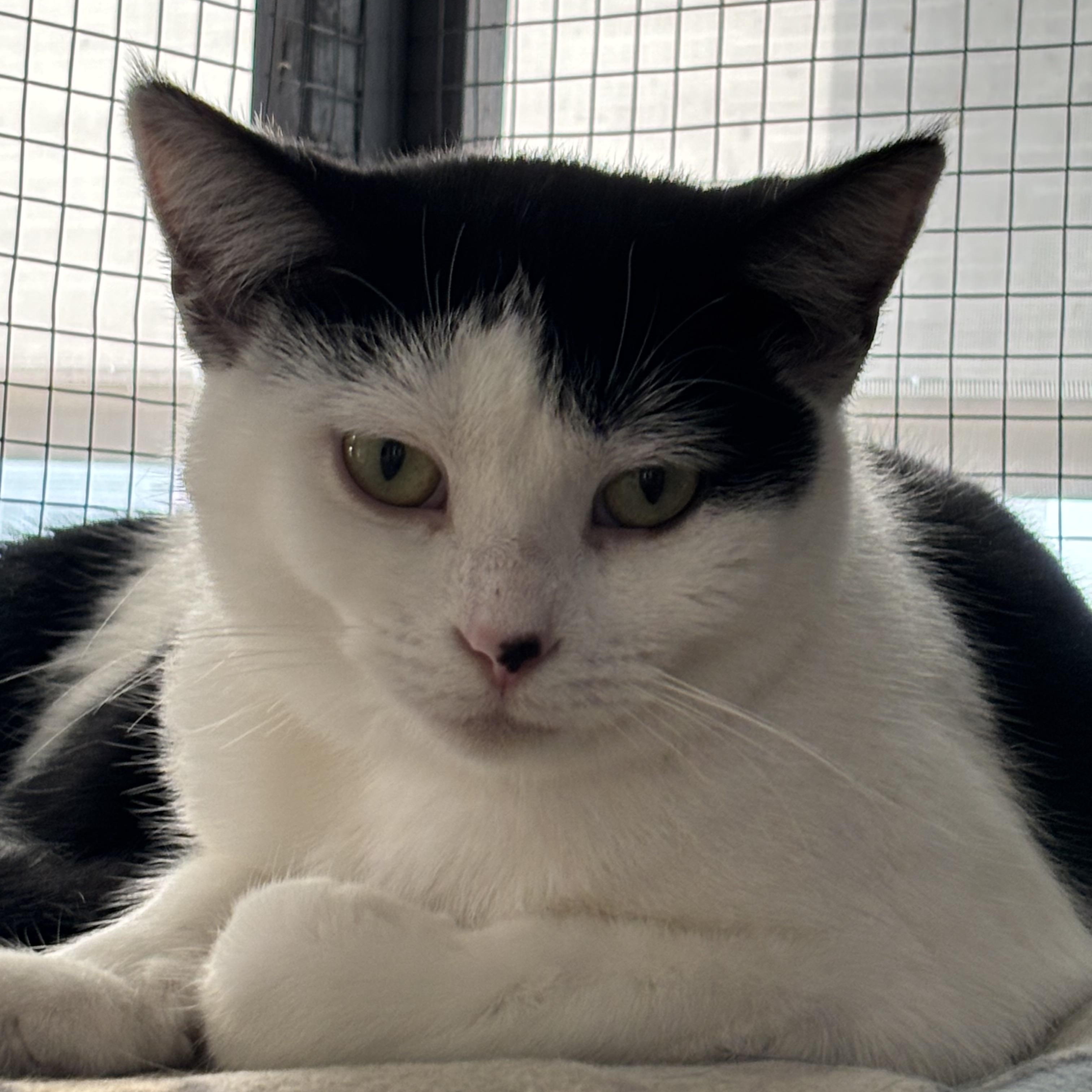 Enlarge Kit Cat and Oreo, a Adoptable Domestic Short Hair in Grosse Ile, MI image 4/6