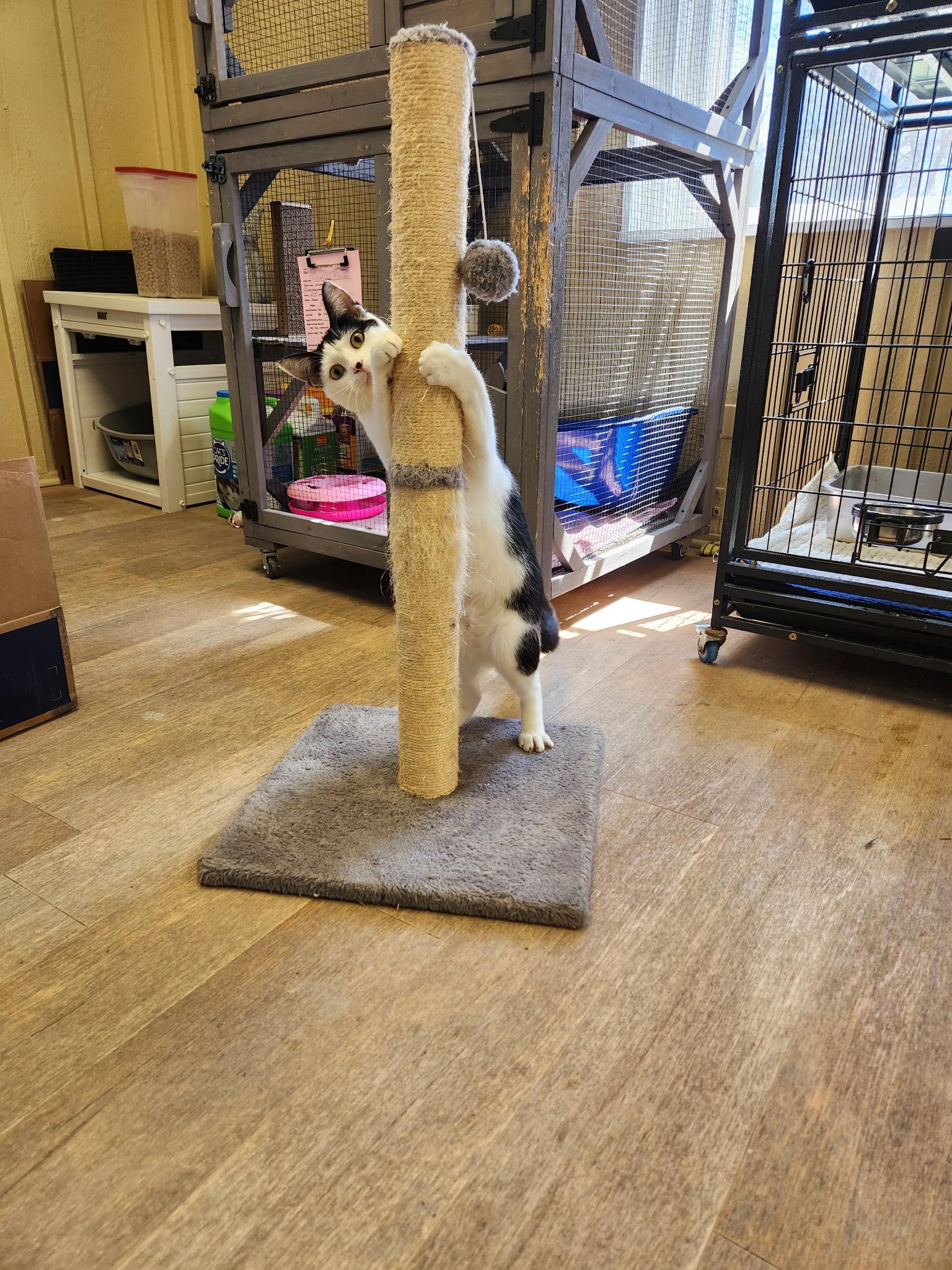 Enlarge Kit Cat and Oreo, a Adoptable Domestic Short Hair in Grosse Ile, MI image 1/6