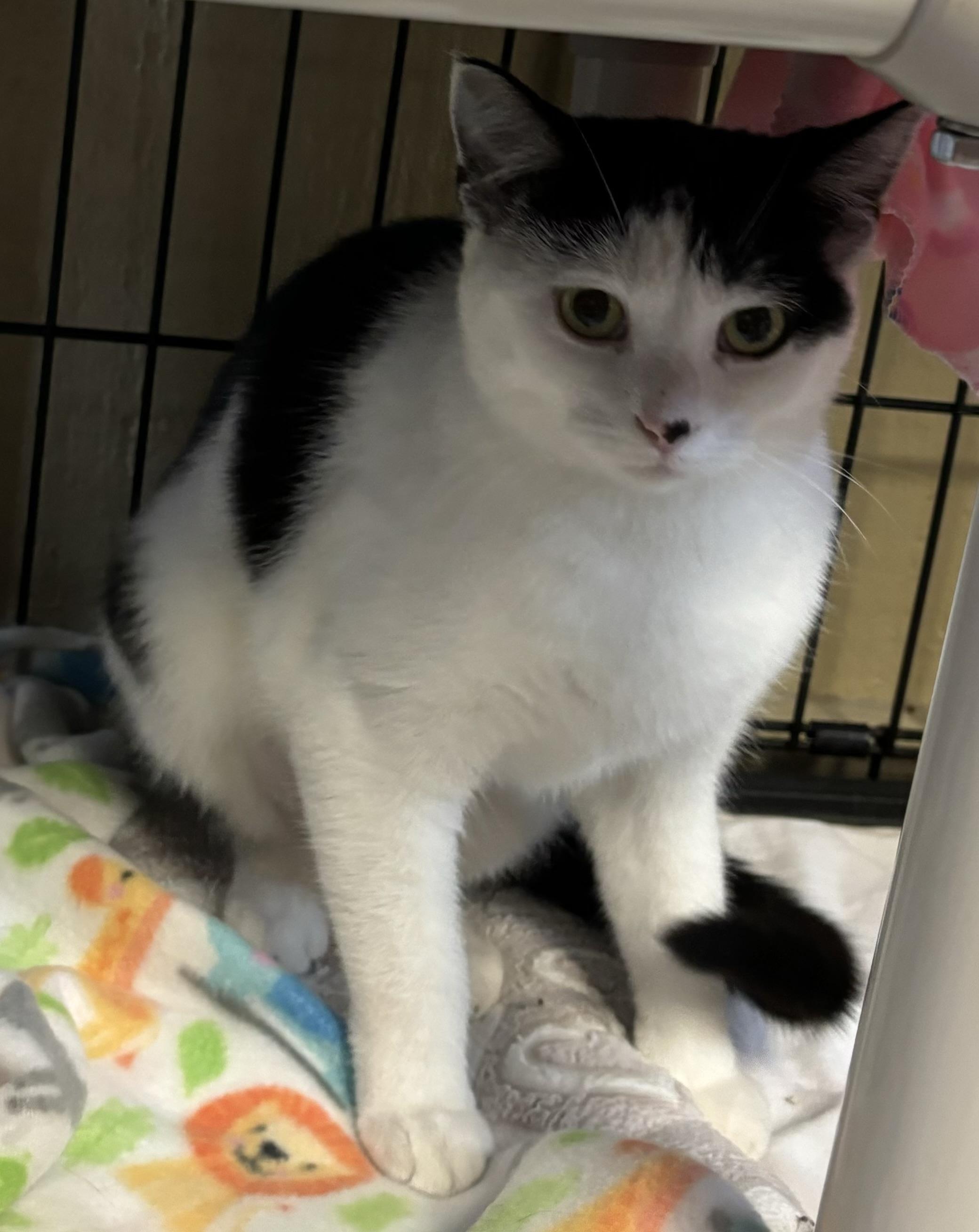 Enlarge Kit Cat and Oreo, a Adoptable Domestic Short Hair in Grosse Ile, MI image 6/6