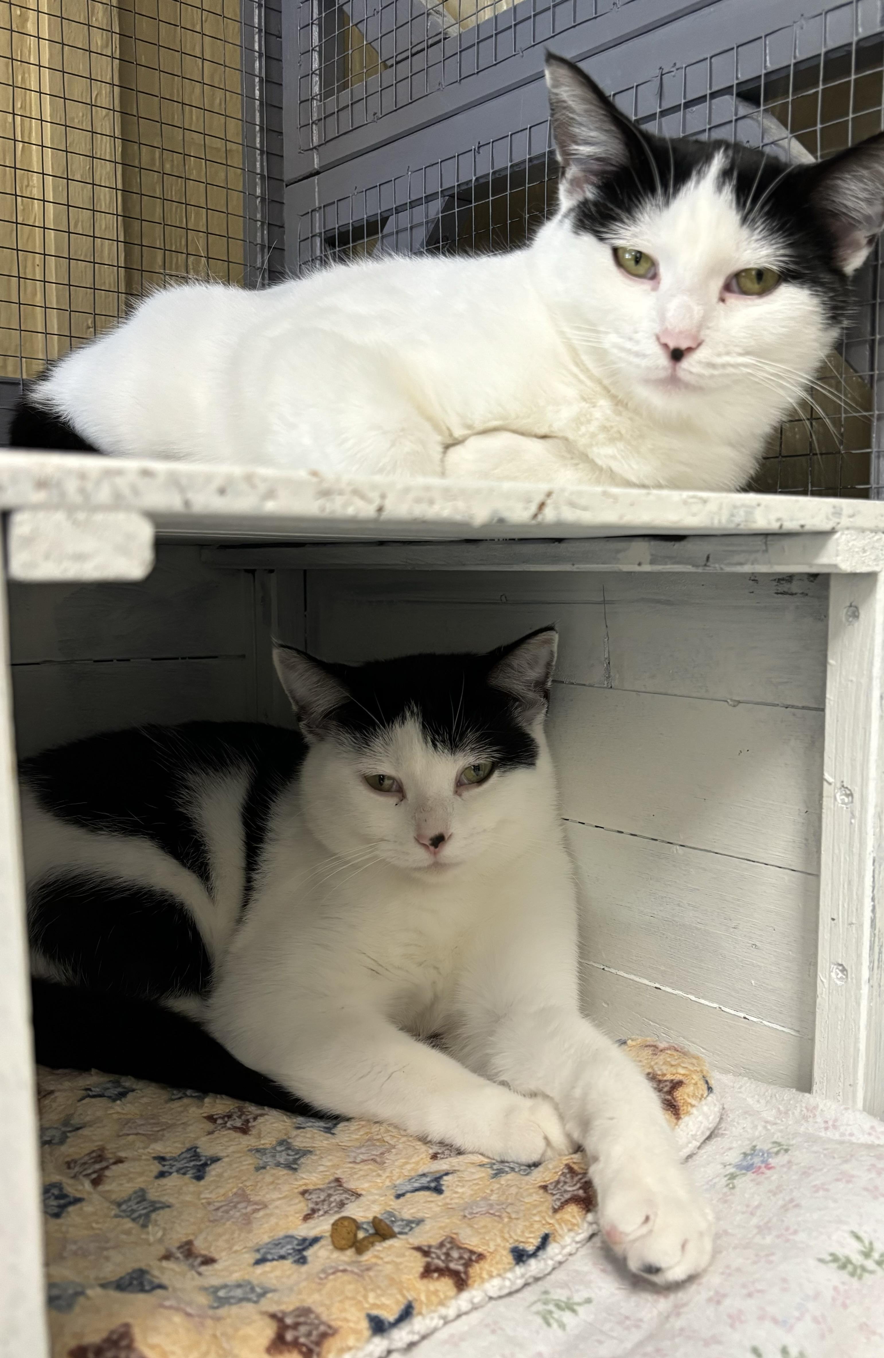 Kit Cat and Oreo, Adoptable, Adult Female Domestic Short Hair.