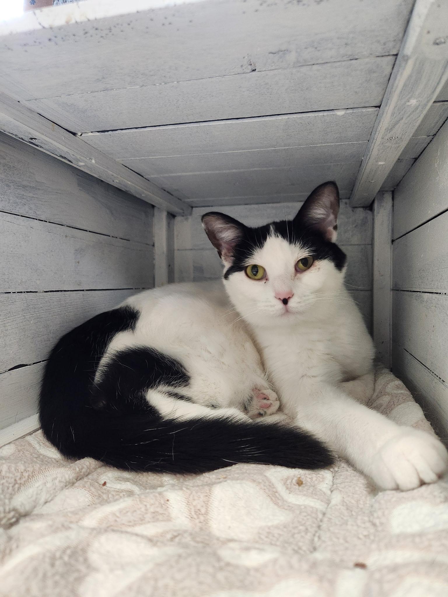 Enlarge Kit Cat and Oreo, a Adoptable Domestic Short Hair in Grosse Ile, MI image 3/6