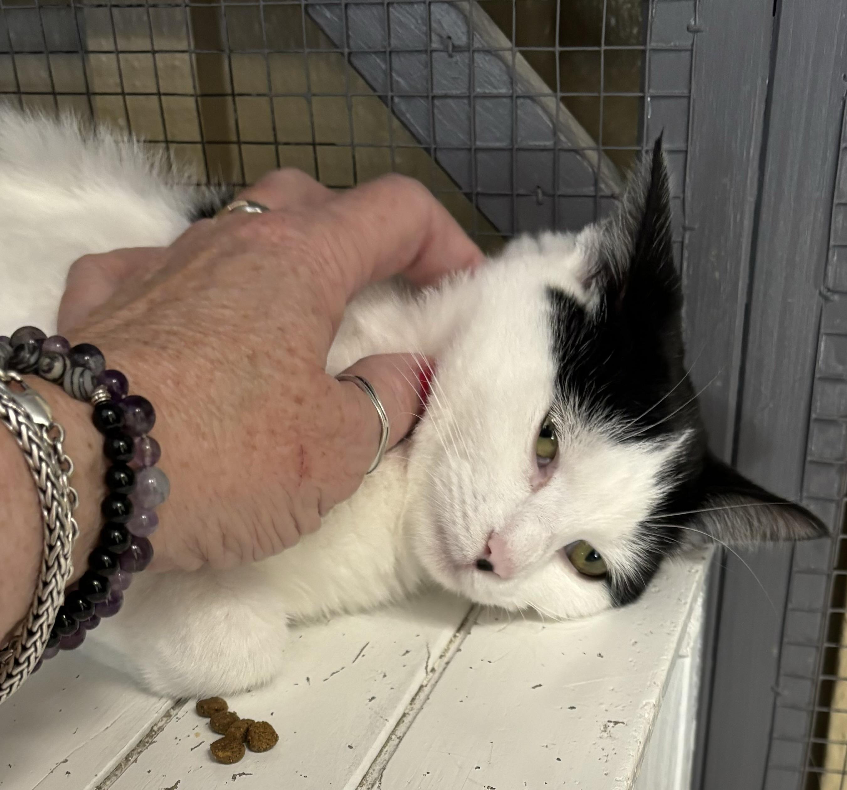 Enlarge Kit Cat and Oreo, a Adoptable Domestic Short Hair in Grosse Ile, MI image 5/6