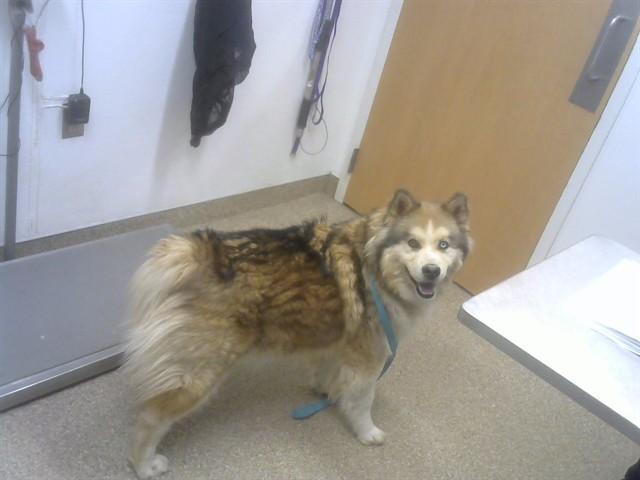 Enlarge MYLO, a Adoptable mixed breed in Albuquerque, NM image 1/1