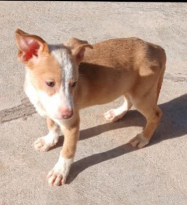 Colson, Adoptable, Puppy Male Spaniel & Smooth Fox Terrier.