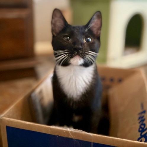 Jagger, Adoptable, Young Male Domestic Short Hair.