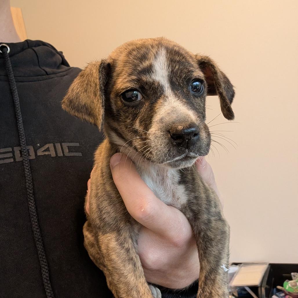 Enlarge Peanut, a Adoptable Mixed Breed in Leander, TX image 1/1