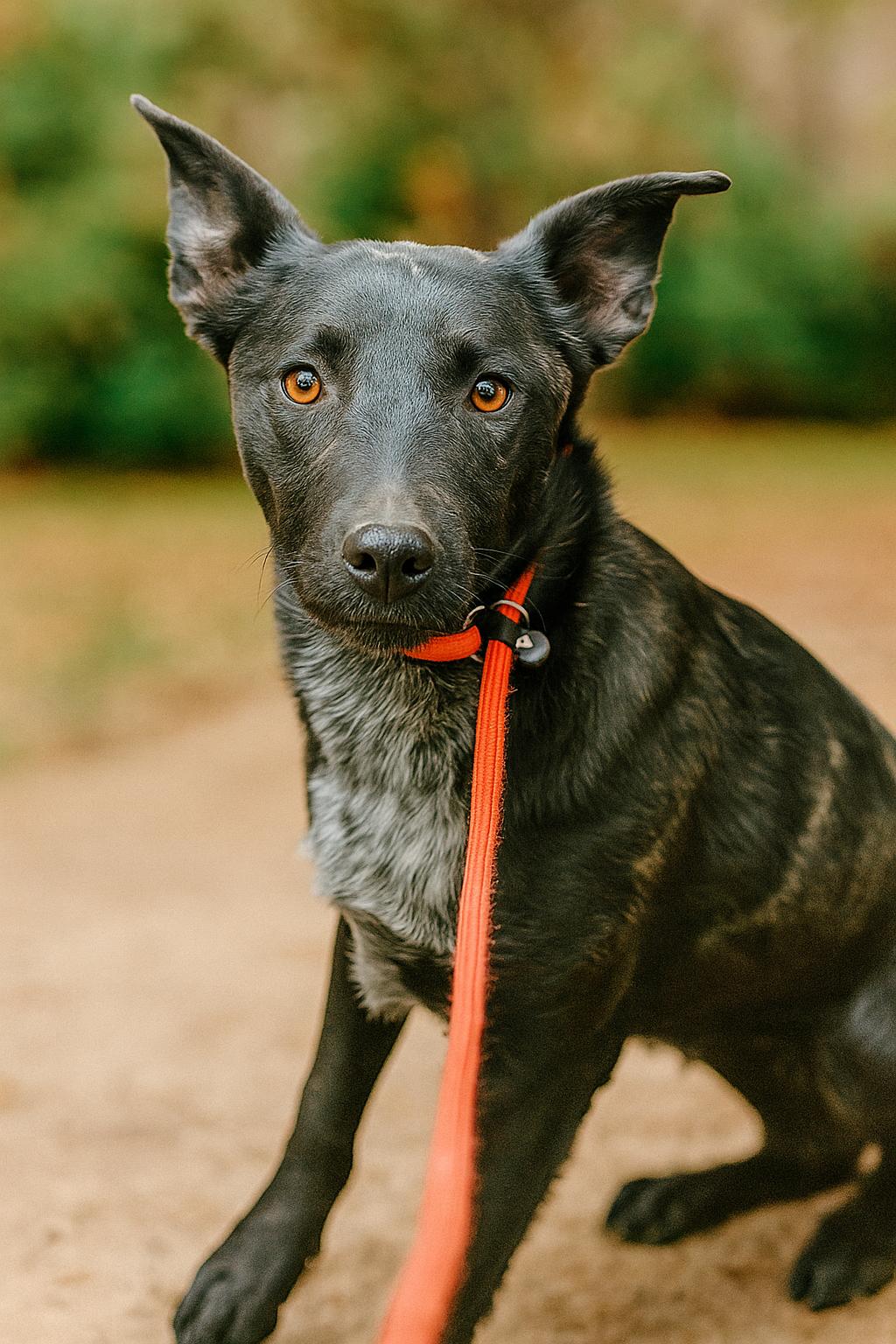 Enlarge Birdman, a Adoptable mixed breed in Holly Springs, MS image 1/1