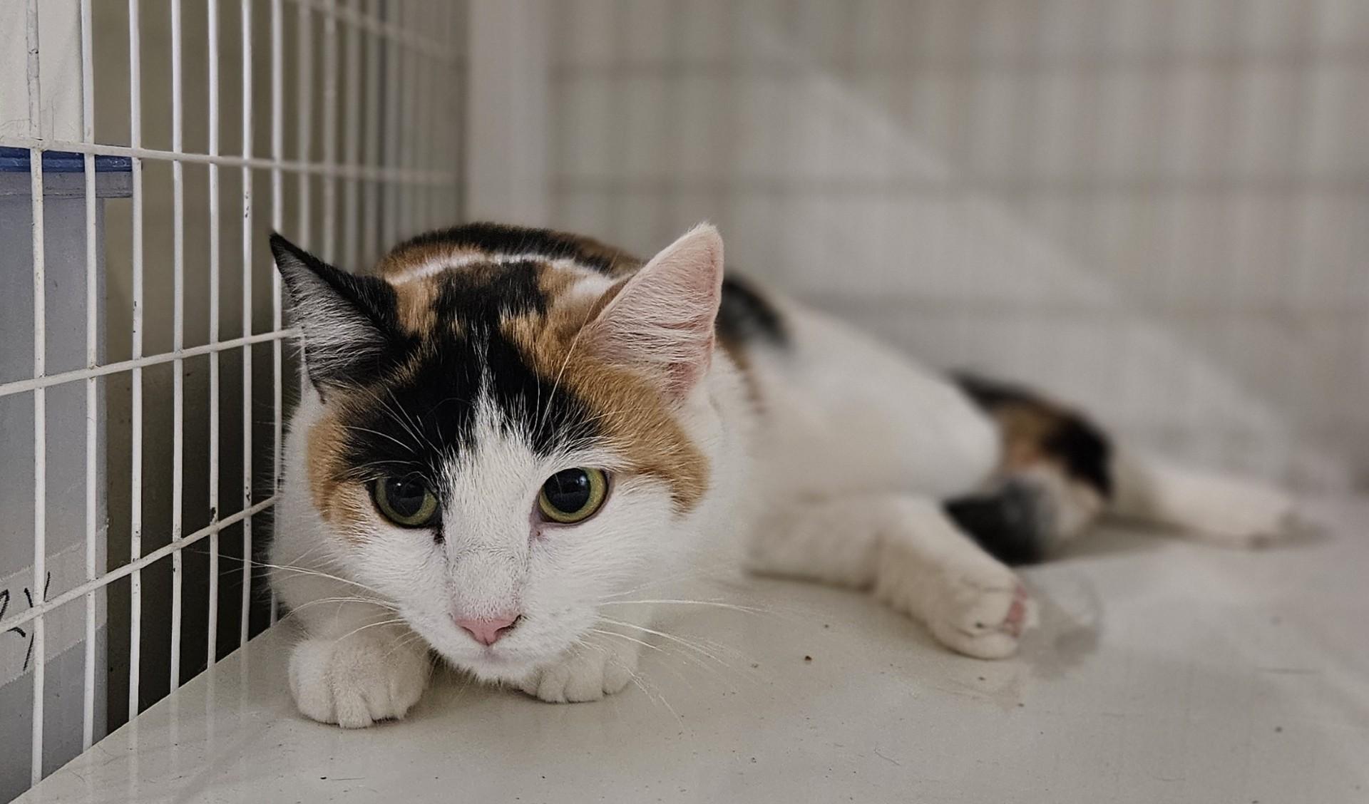 Nannari, ADOPTABLE, Adult Female Domestic Short Hair.