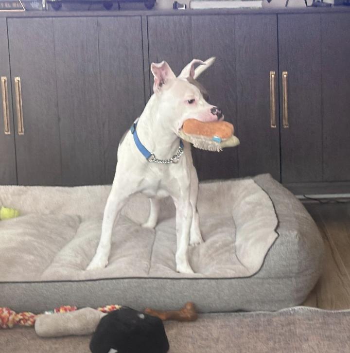 Prince — thumbnail 4