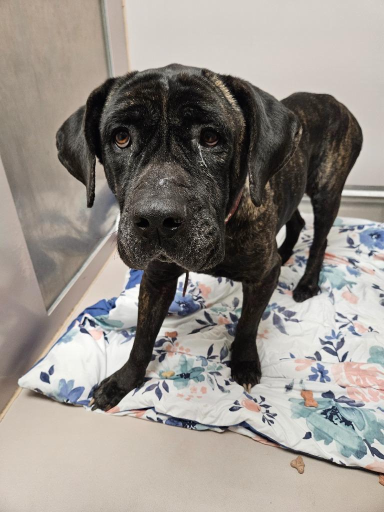 Enlarge Bubbles, a Adoptable mixed breed in Sherwood, AR image 1/2