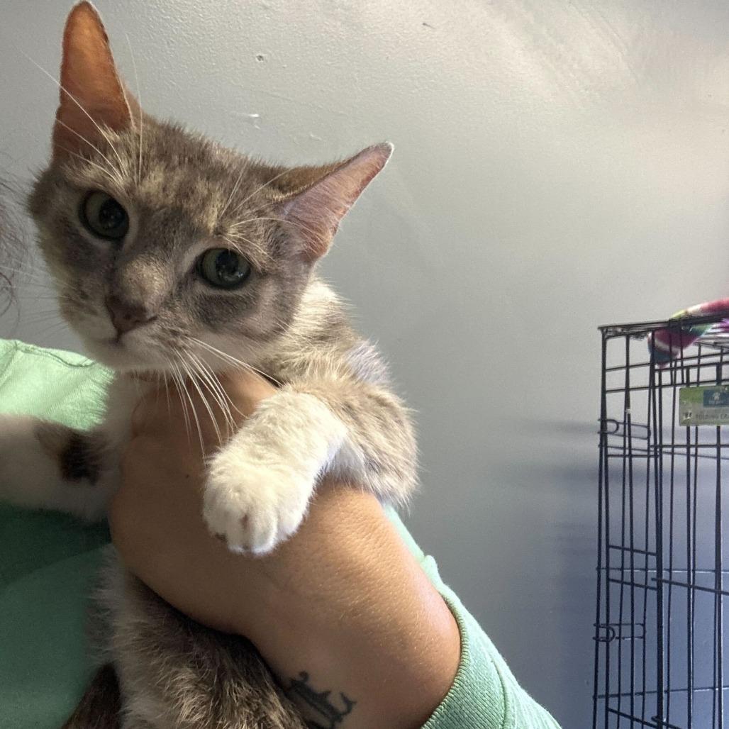 Fi, Adoptable, Young Female Domestic Short Hair.