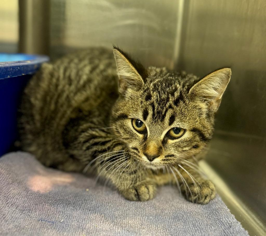 Topaz, Adoptable, Kitten Male Domestic Short Hair.